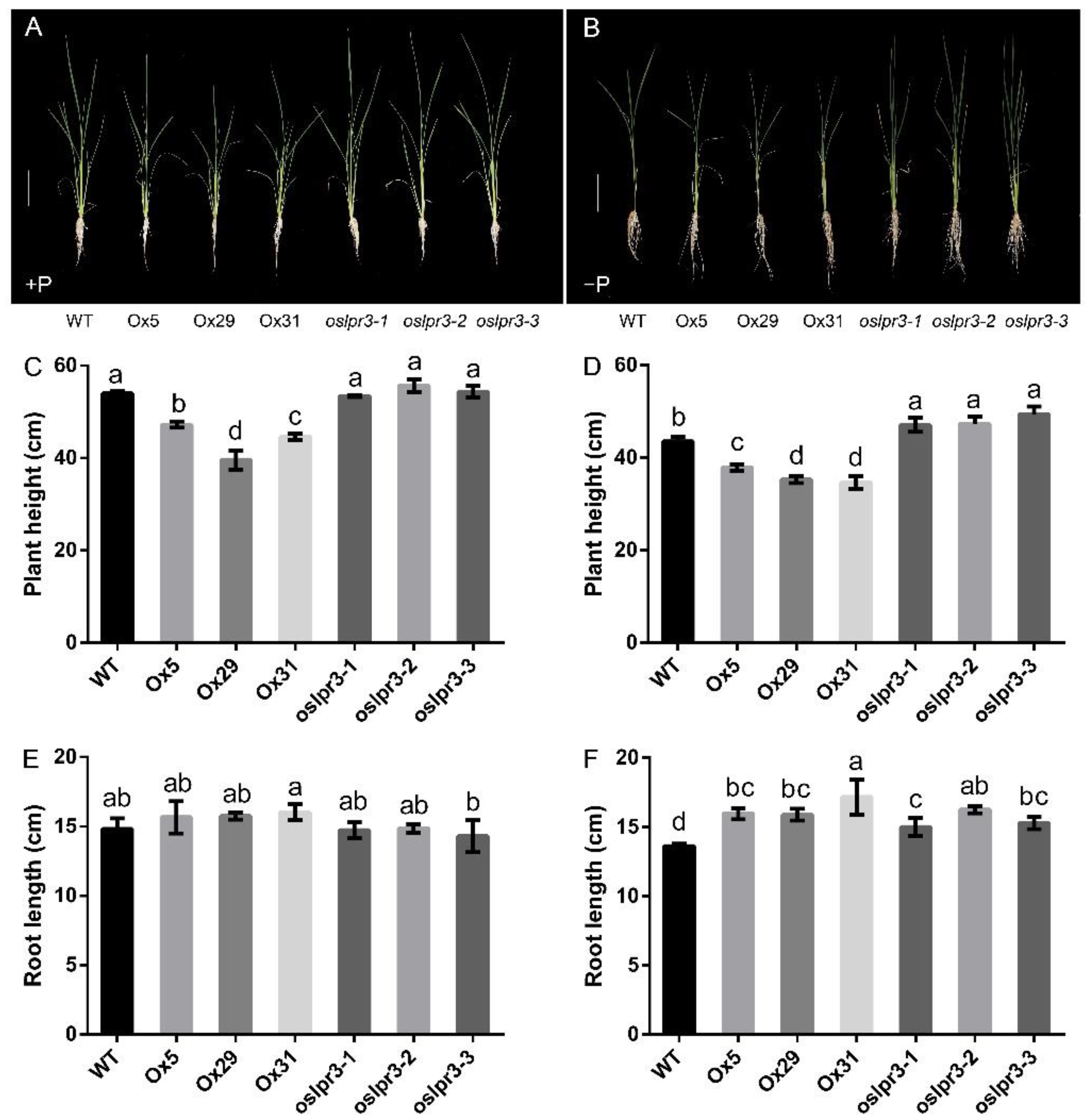 Ijms 24 02437 g003 Ijms 24 02437 g003