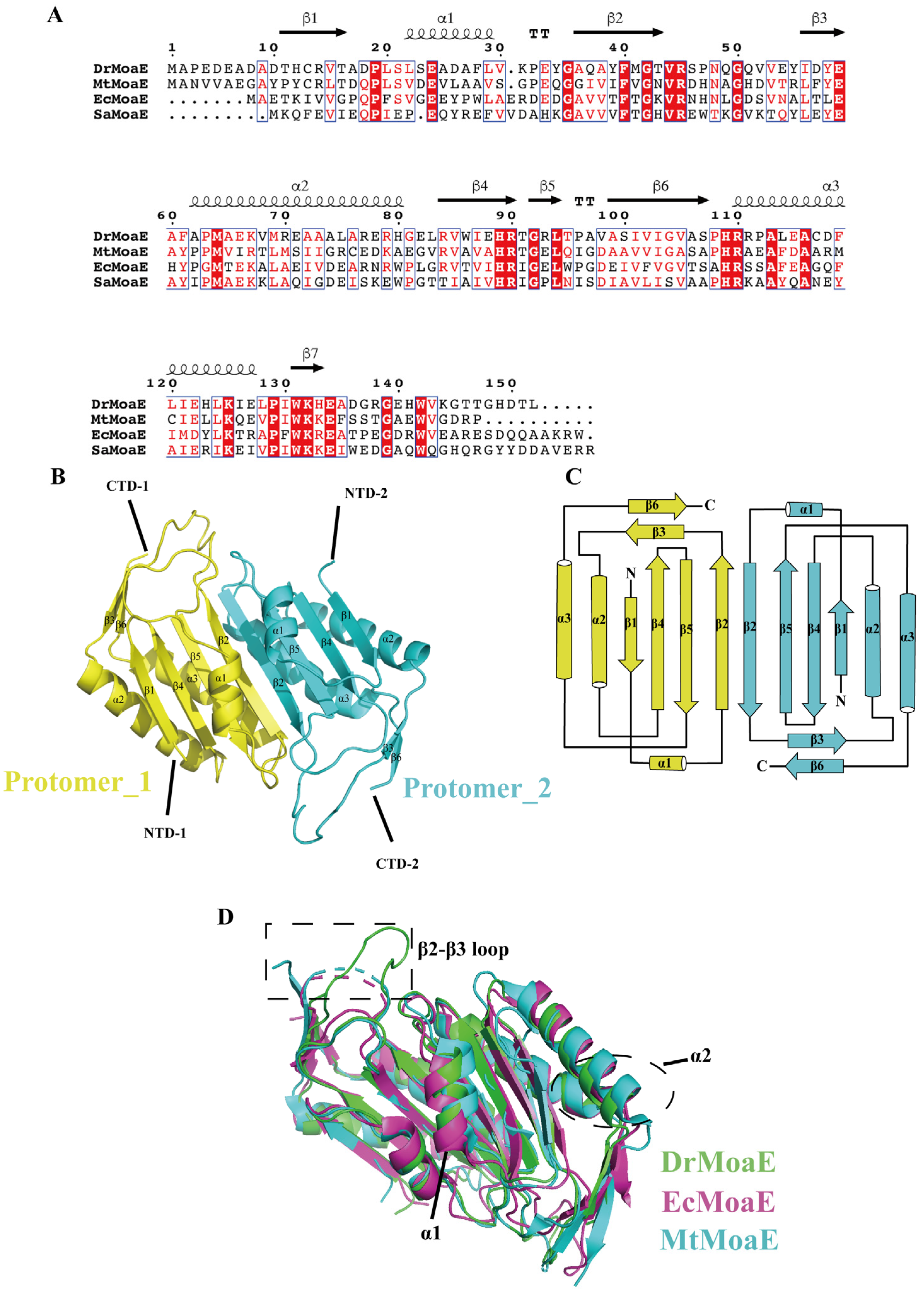 Ringlike Structure of the Deinococcus radiodurans Genome: A Key to