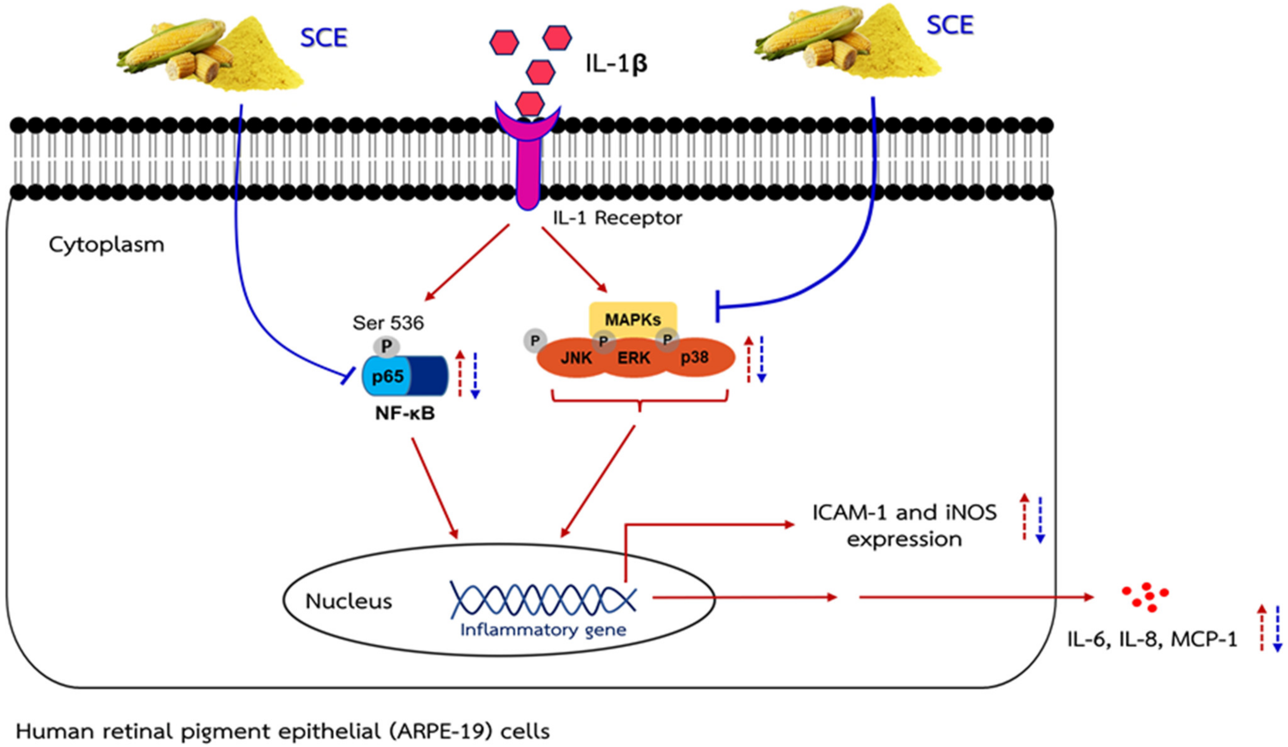 Ijms 24 02462 g008 Ijms 24 02462 g008