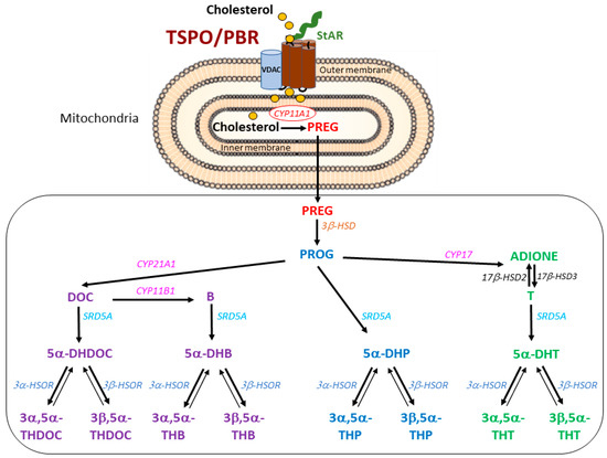 IJMS | Free Full-Text | The Comprehensive Steroidome in Complete