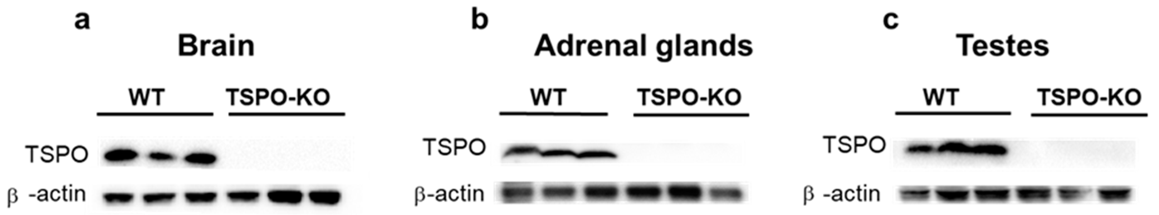 Ijms 24 02474 g007 Ijms 24 02474 g007