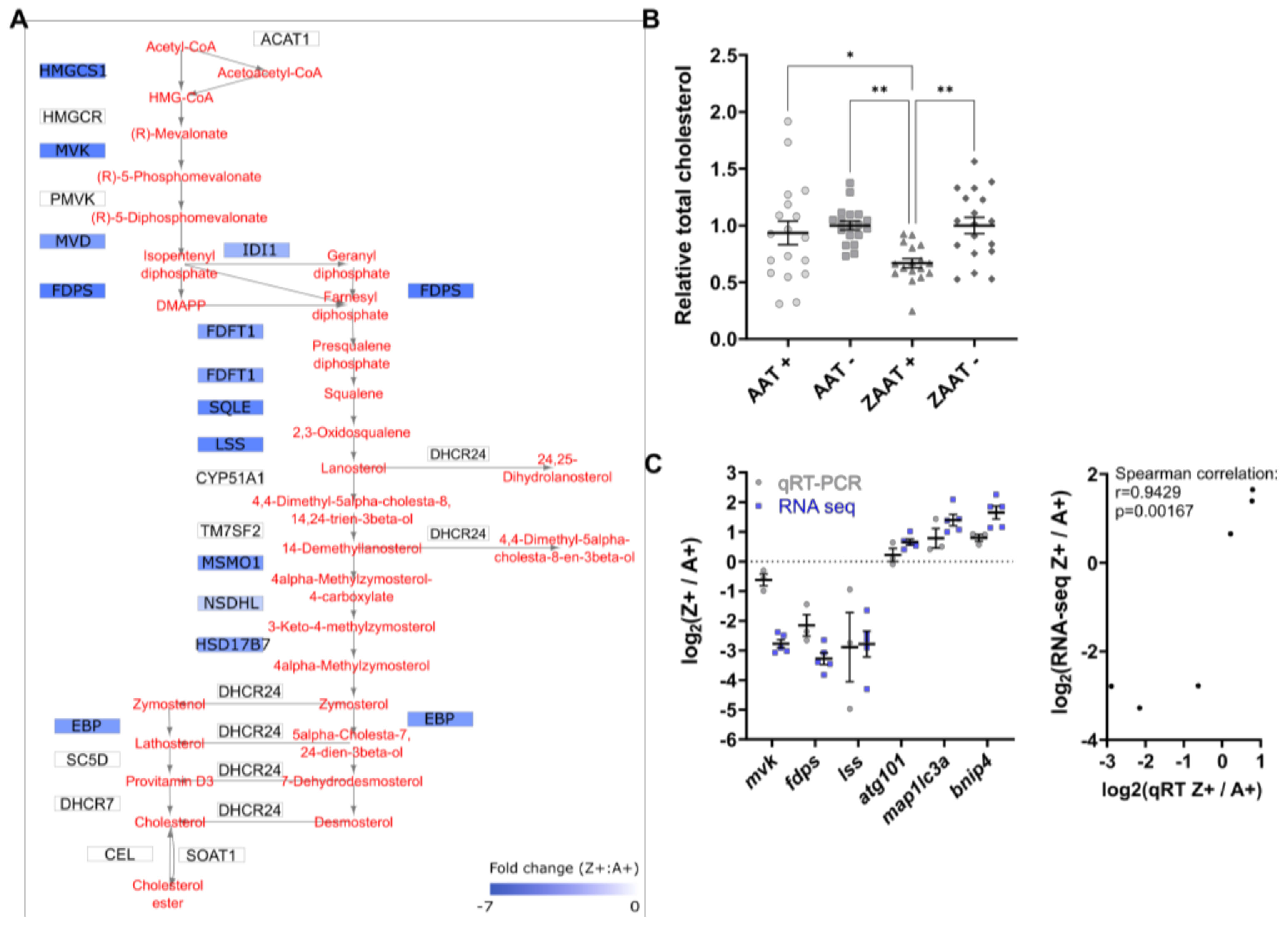 Ijms 24 02475 g004 Ijms 24 02475 g004