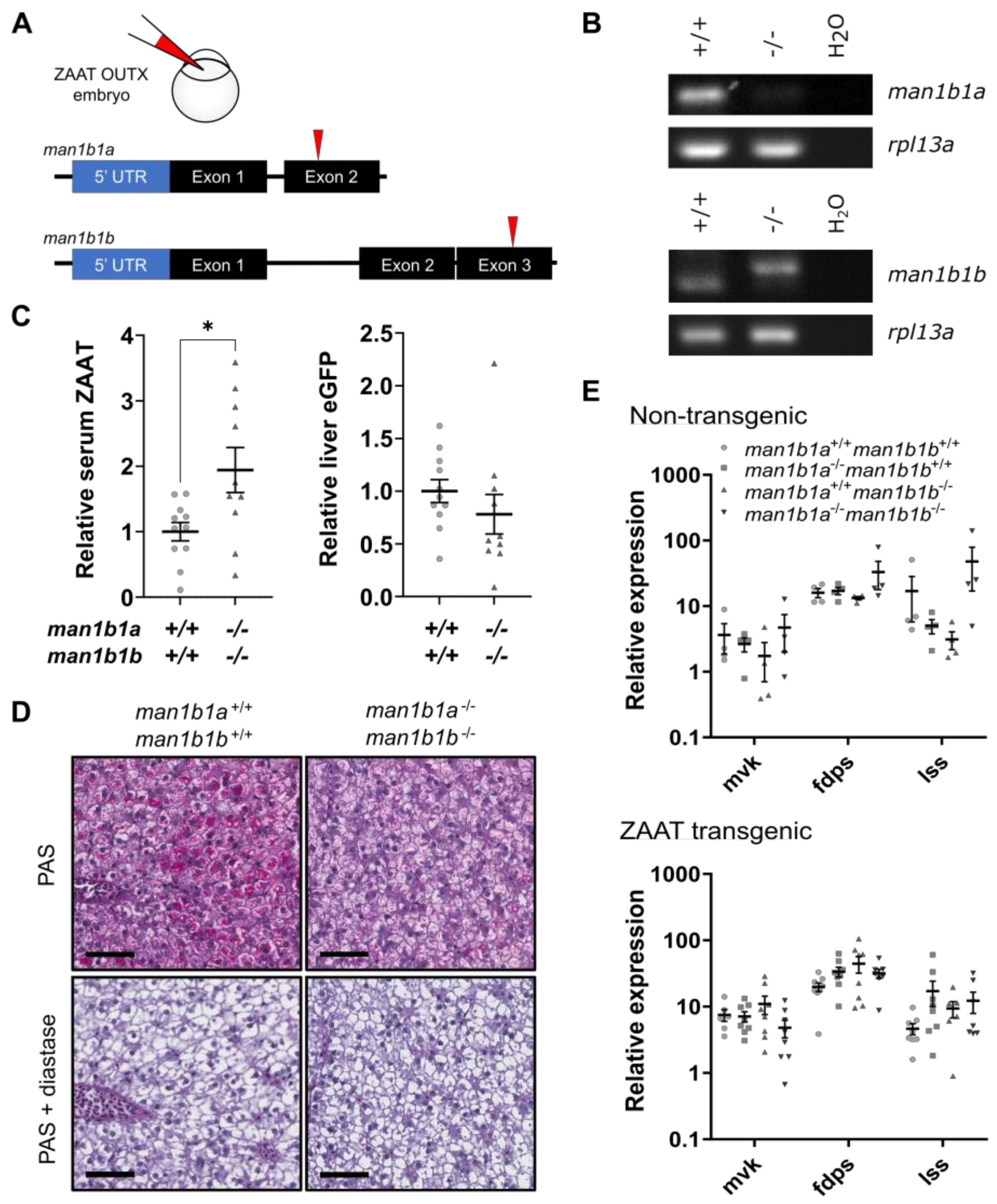 Ijms 24 02475 g007 Ijms 24 02475 g007