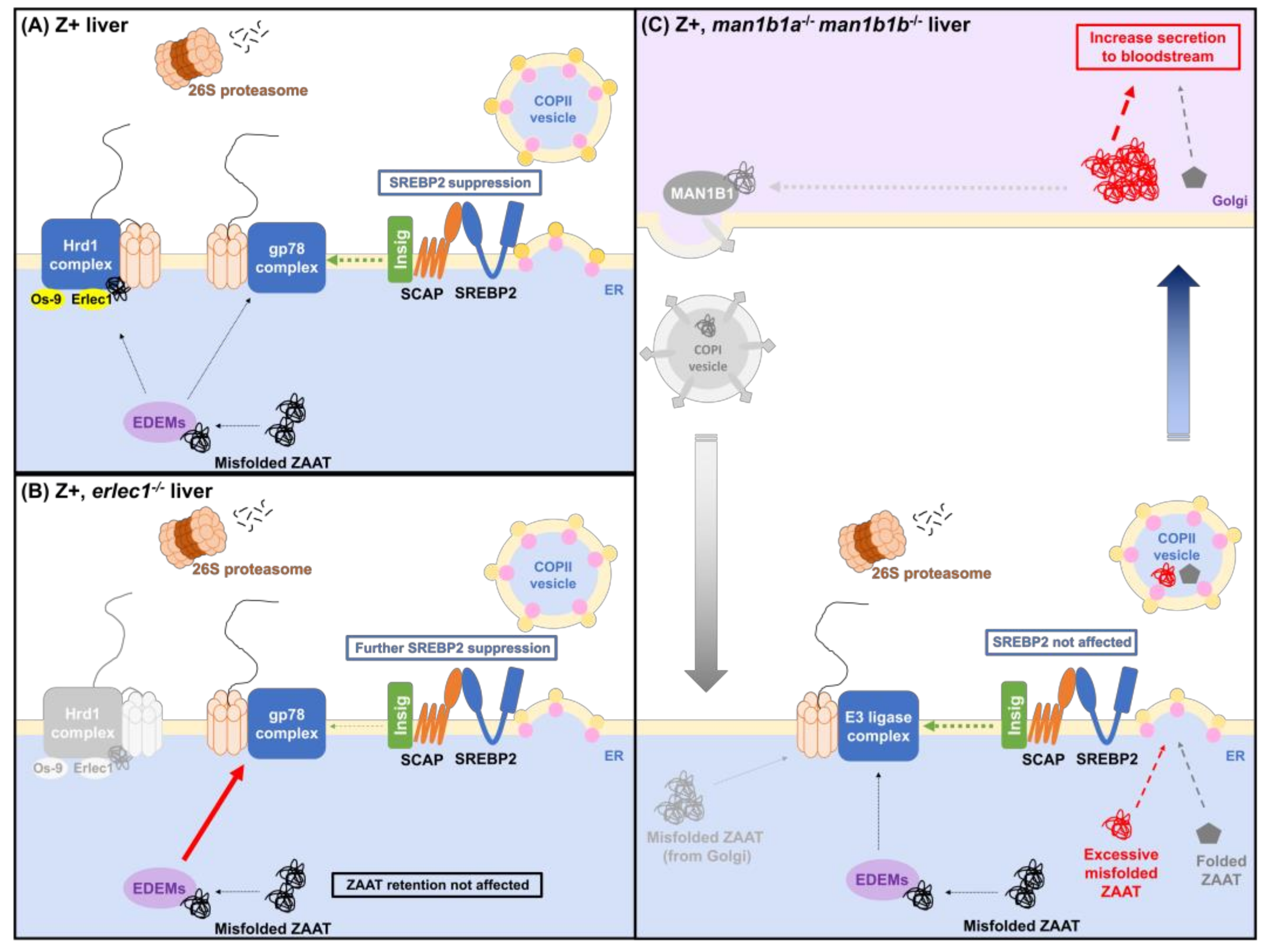 Ijms 24 02475 g008 Ijms 24 02475 g008