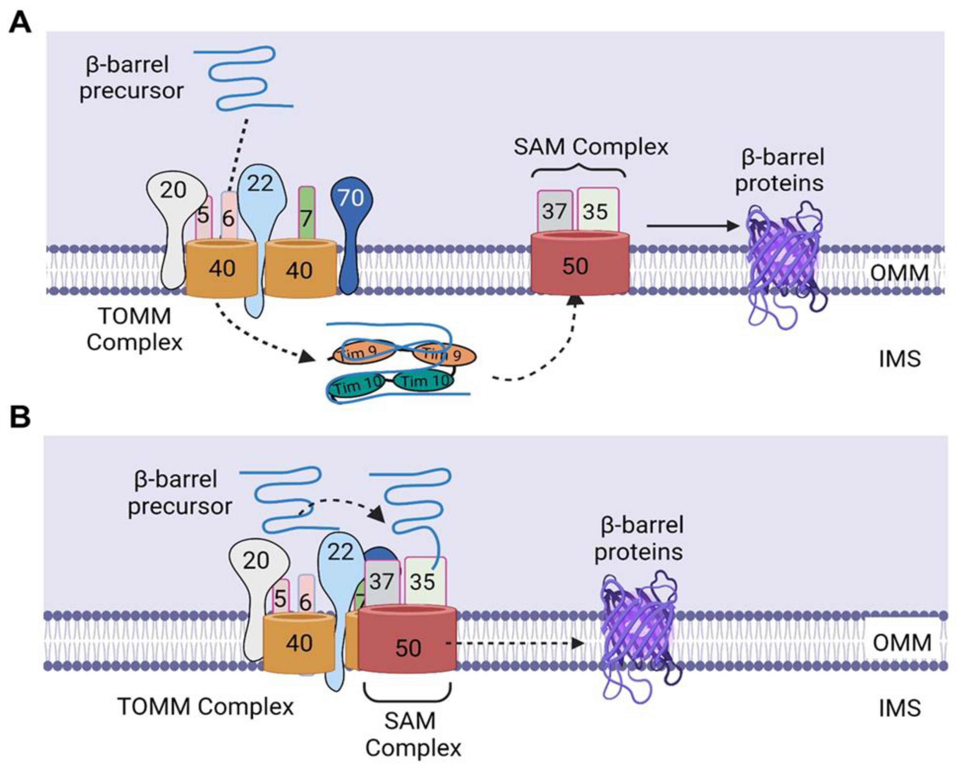 Ijms 24 02479 g002 Ijms 24 02479 g002