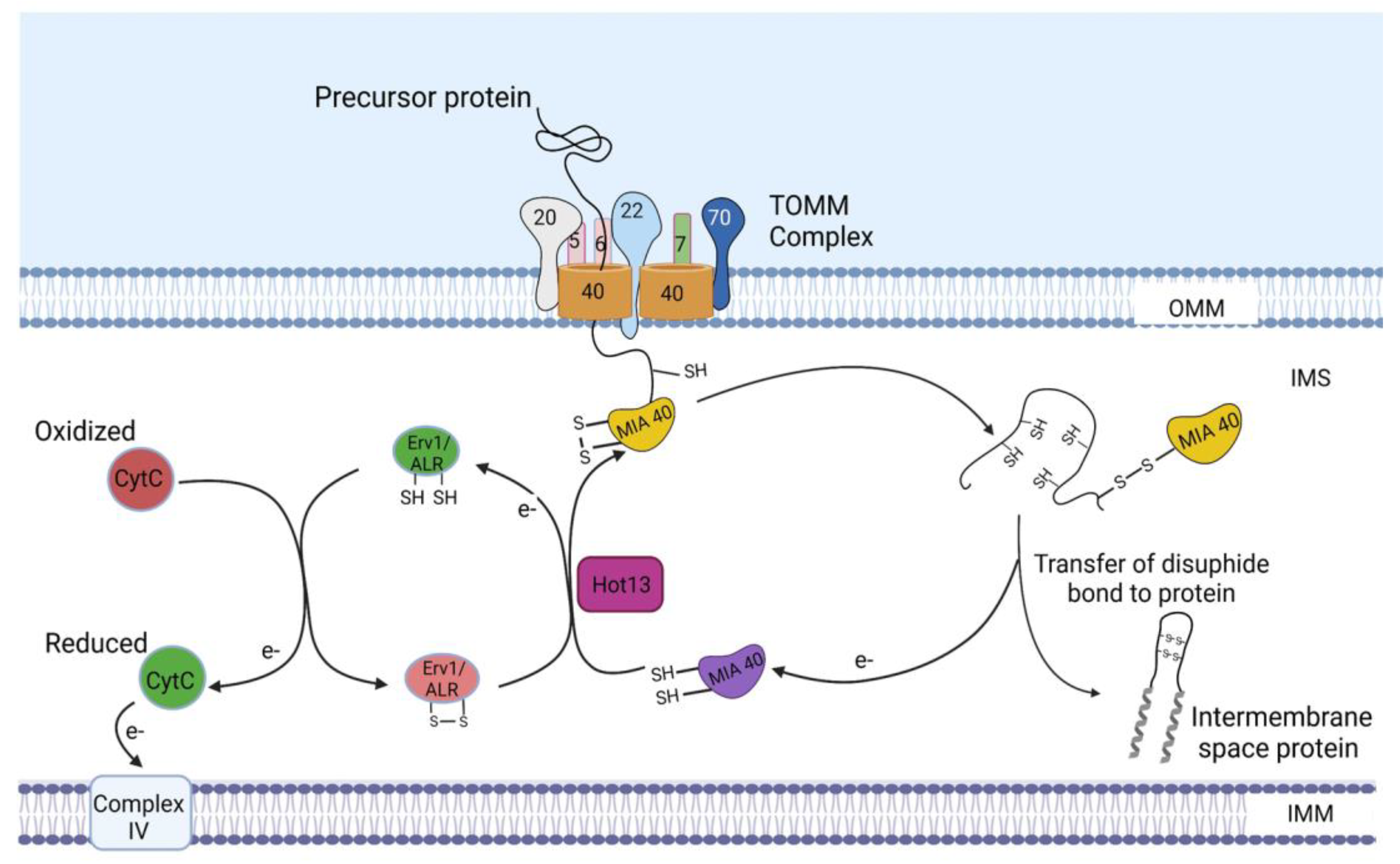 Ijms 24 02479 g004 Ijms 24 02479 g004