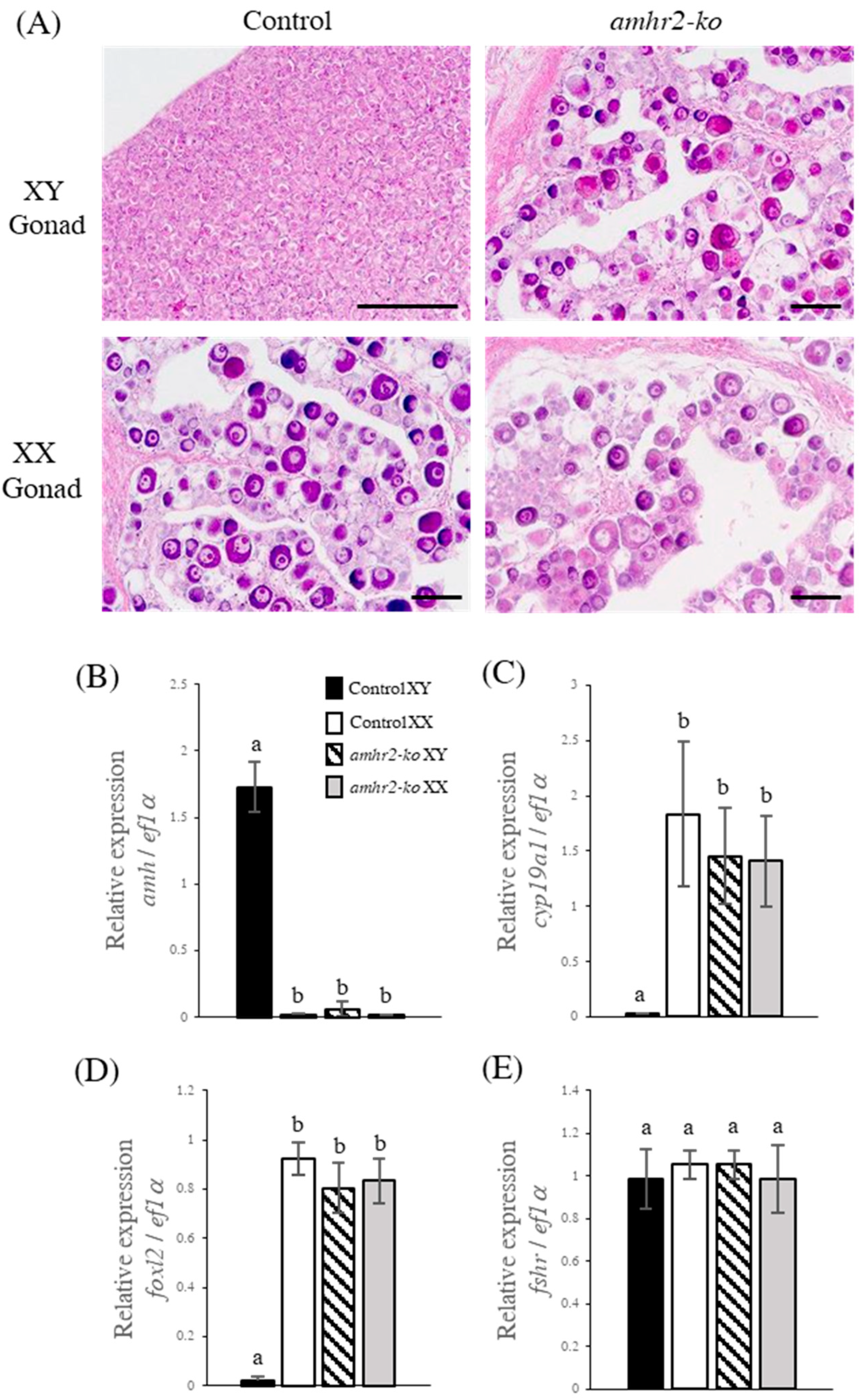 IJMS | Free Full-Text | Amh/Amhr2 Signaling Causes Masculinization by  Inhibiting Estrogen Synthesis during Gonadal Sex Differentiation in  Japanese Flounder (Paralichthys olivaceus)