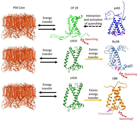 The Extended Light-Harvesting Complex (LHC) Protein Superfamily:  Classification and Evolutionary Dynamics