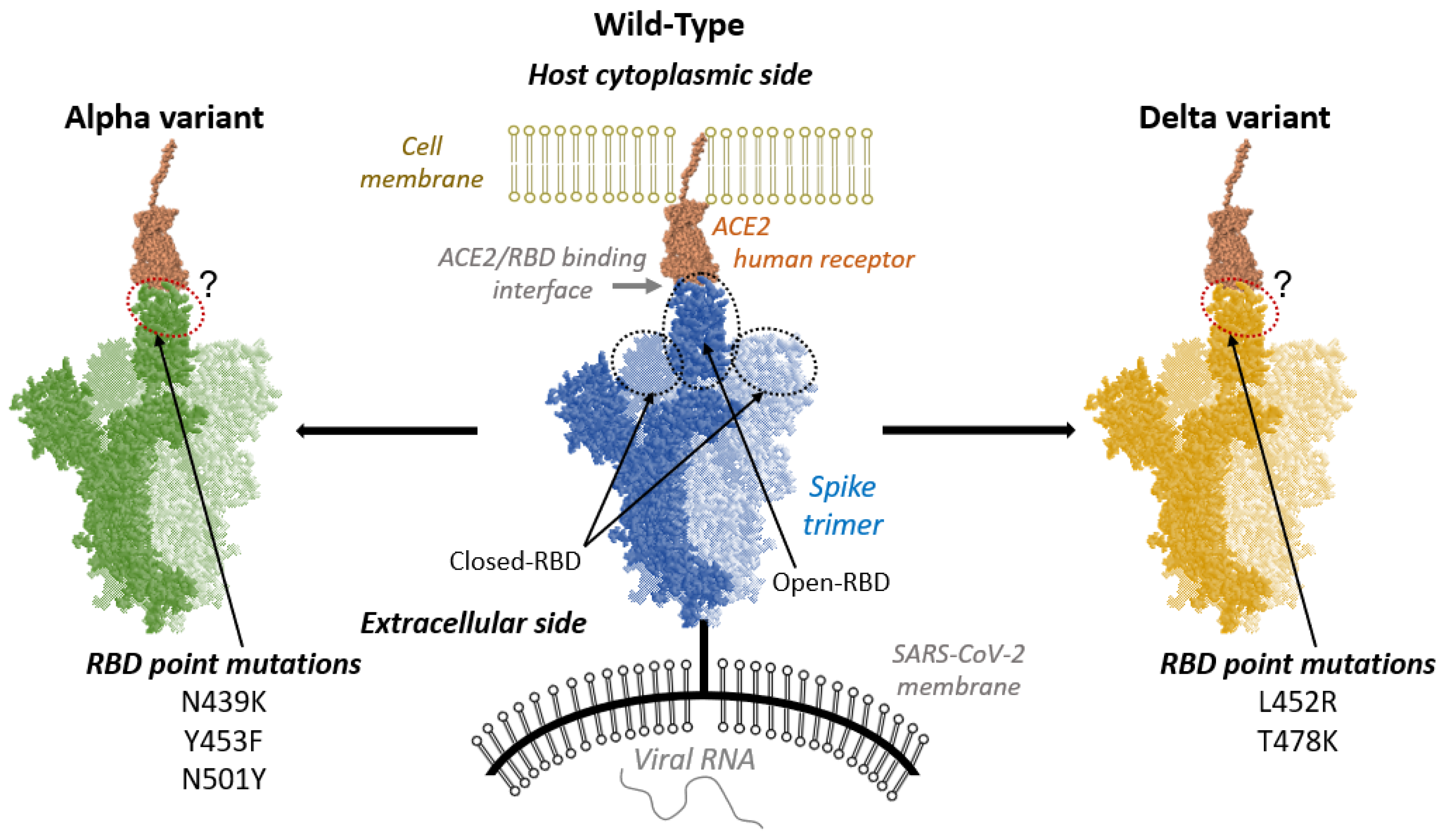 IJMS | Free Full-Text | Revealing the Molecular Interactions between Human  ACE2 and the Receptor Binding Domain of the SARS-CoV-2 Wild-Type, Alpha and  Delta Variants