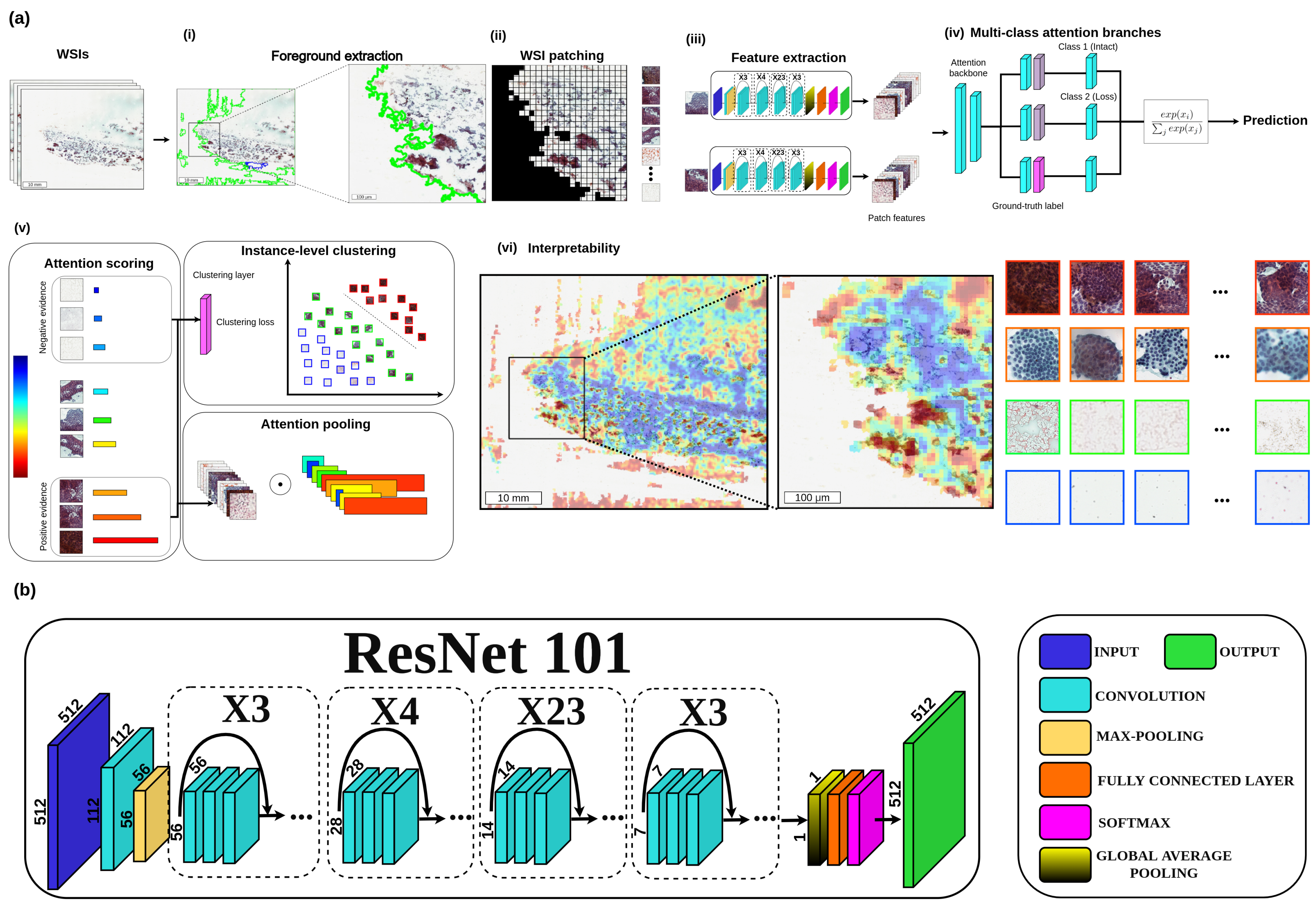 IJMS | Free Full-Text | Annotation-Free Deep Learning-Based Prediction of  Thyroid Molecular Cancer Biomarker BRAF (V600E) from Cytological Slides