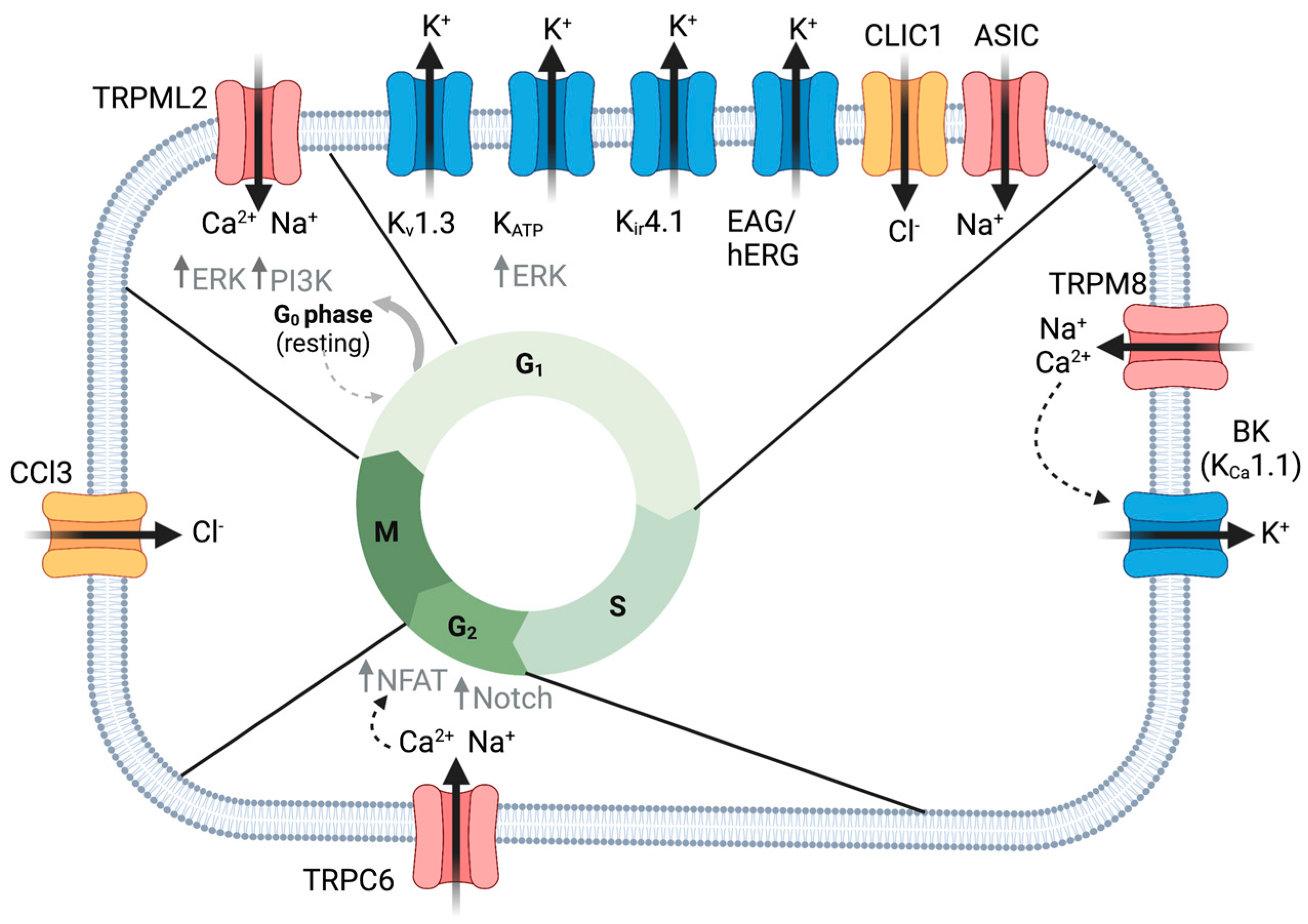IJMS | Free Full-Text | Ion Channels in Gliomas&mdash;From Molecular Basis  to Treatment