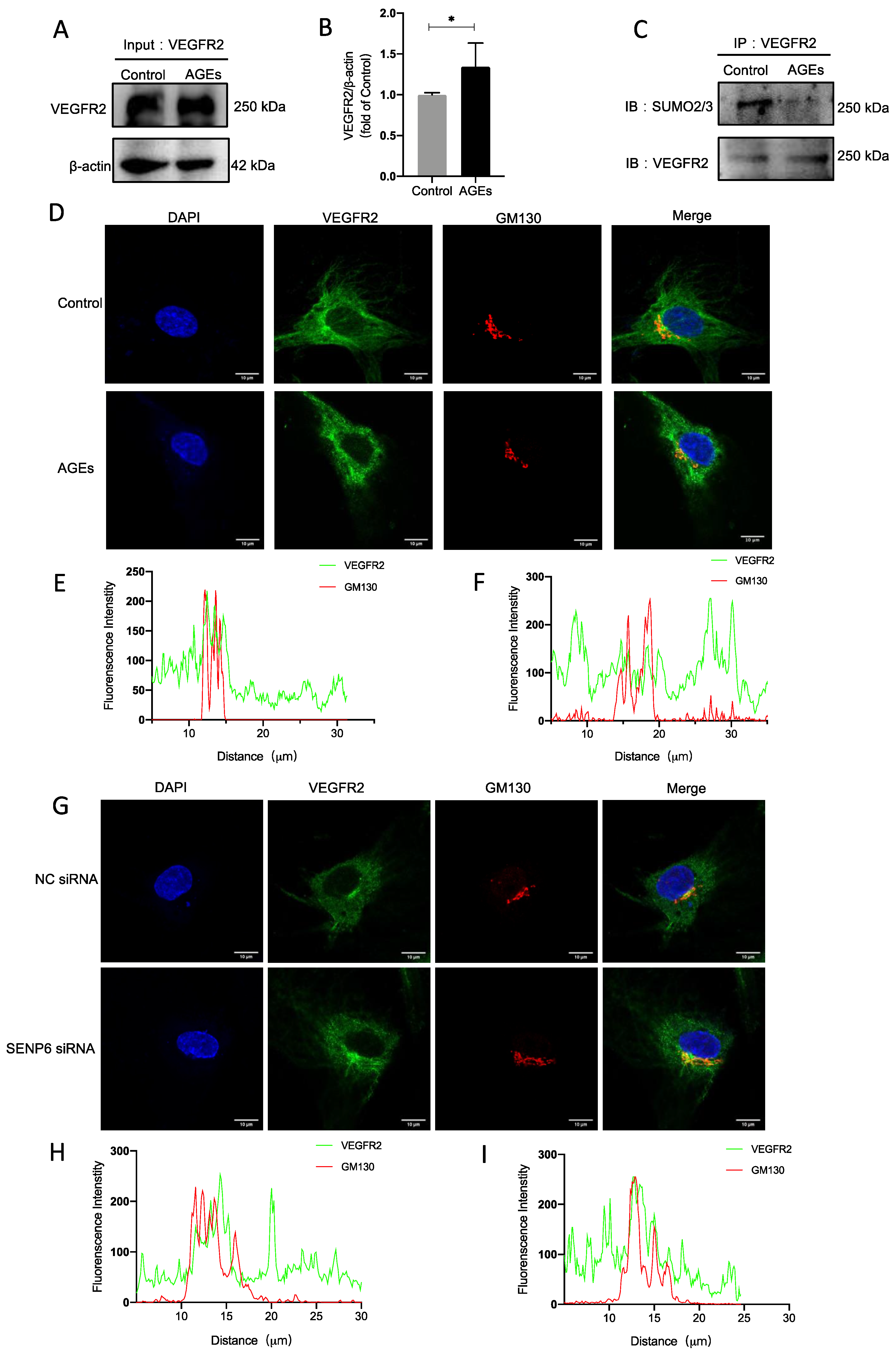 Ijms 24 02544 g004 Ijms 24 02544 g004