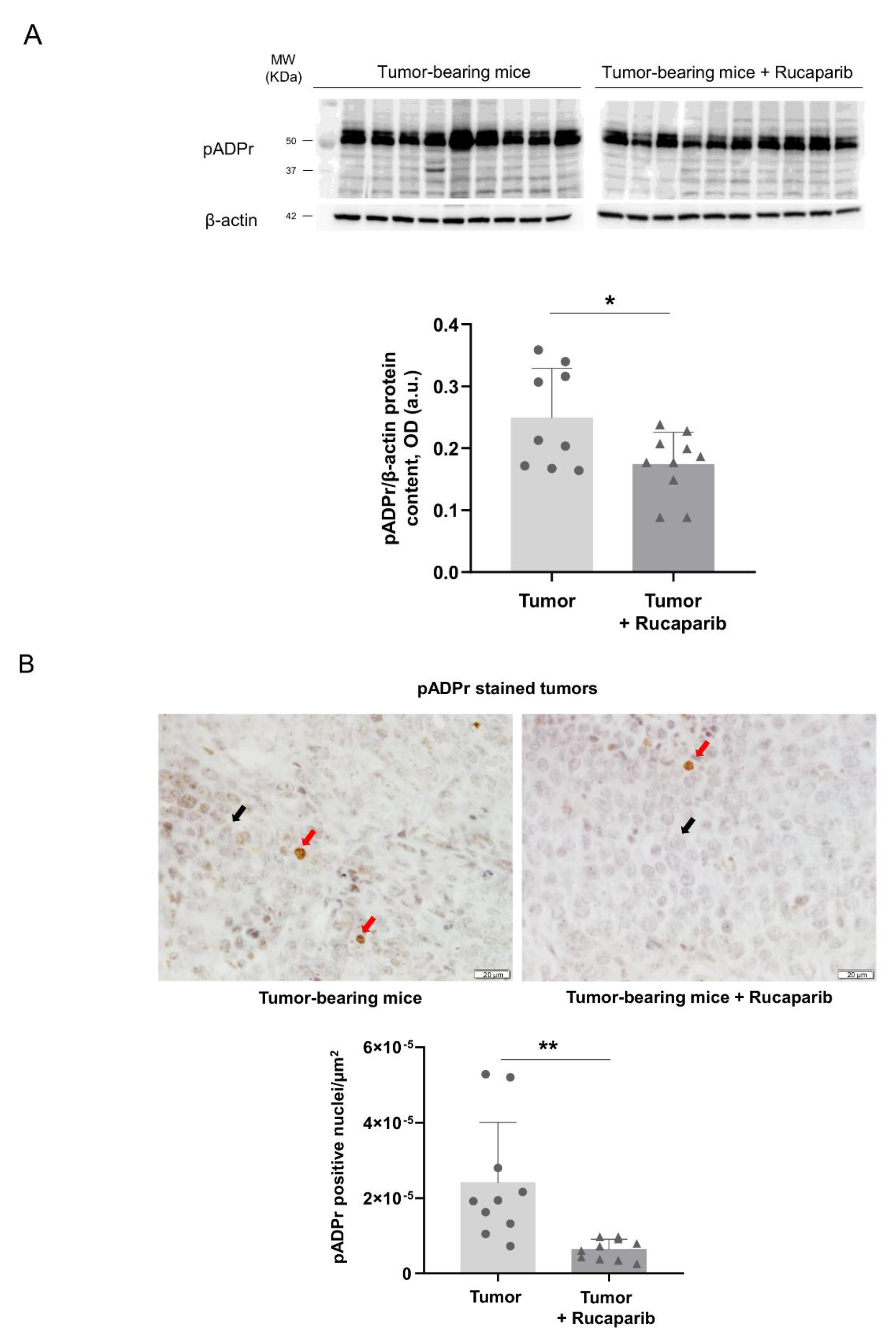 Ijms 24 02580 g001 Ijms 24 02580 g001