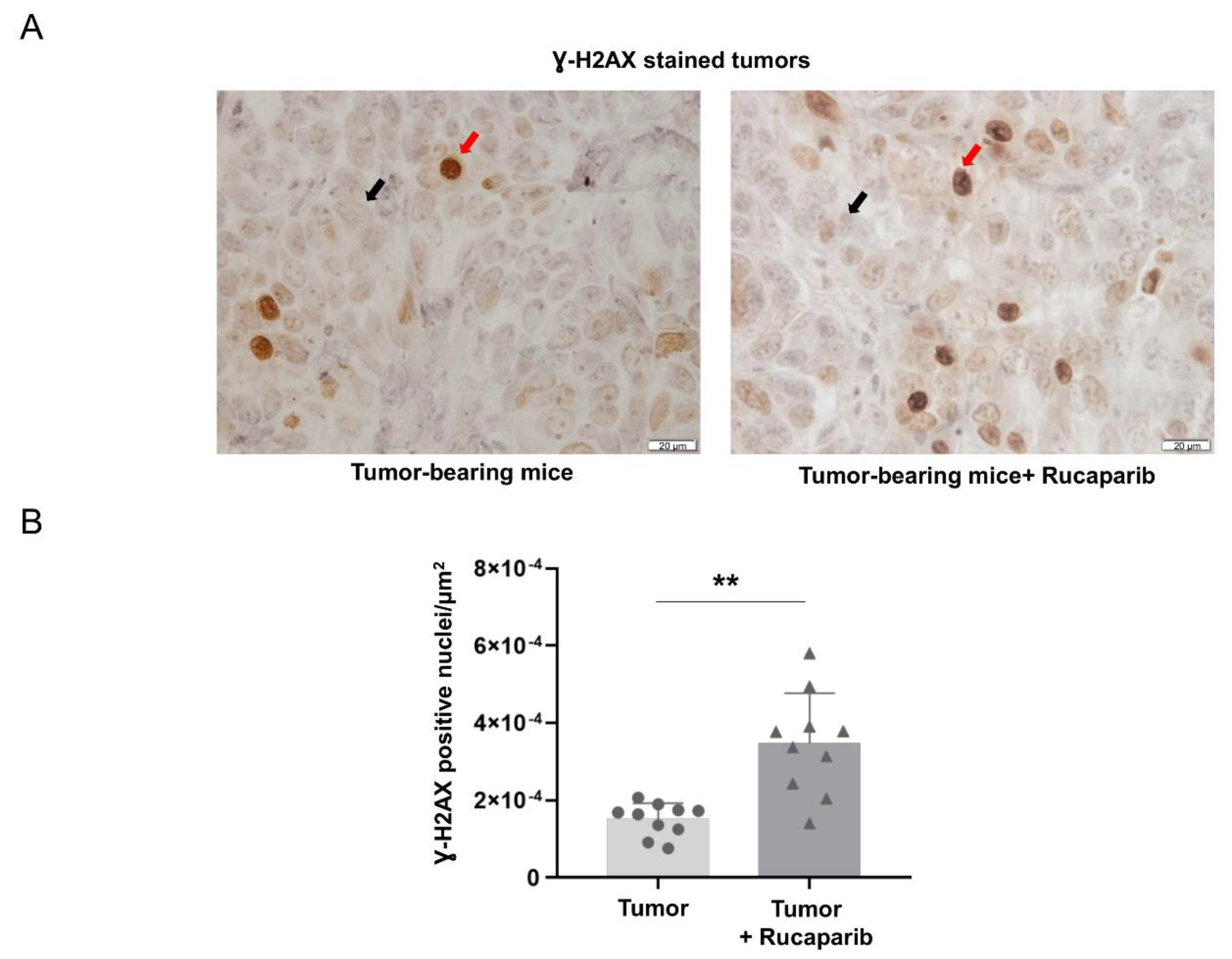 Ijms 24 02580 g003 Ijms 24 02580 g003