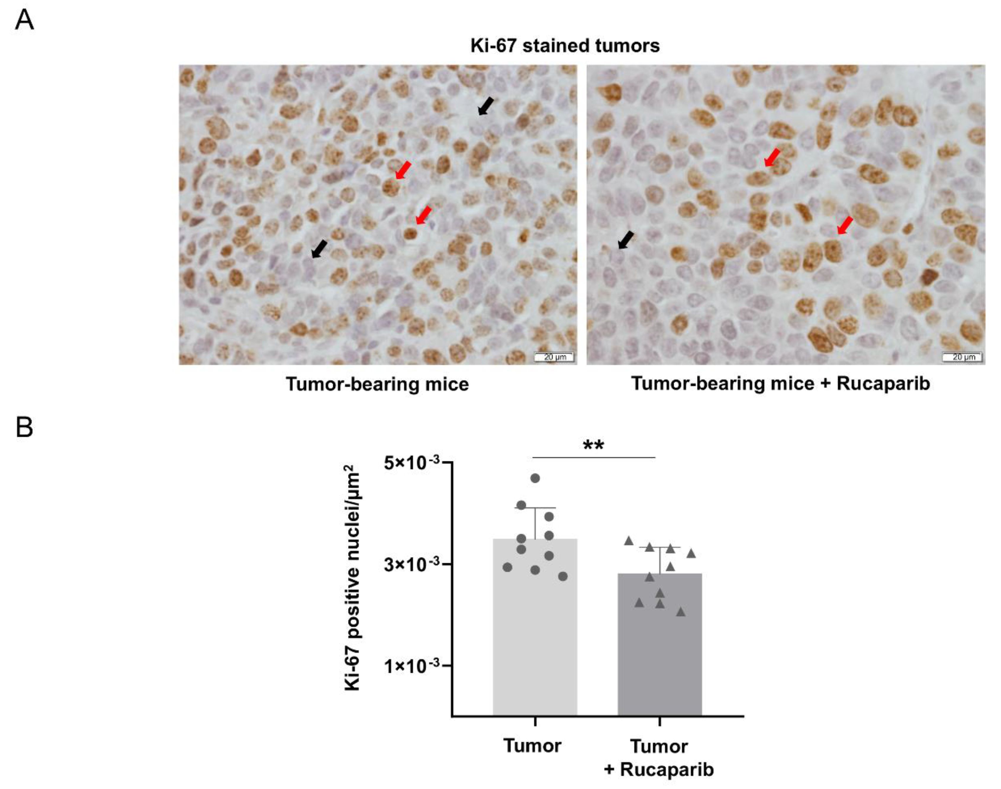 Ijms 24 02580 g005 Ijms 24 02580 g005