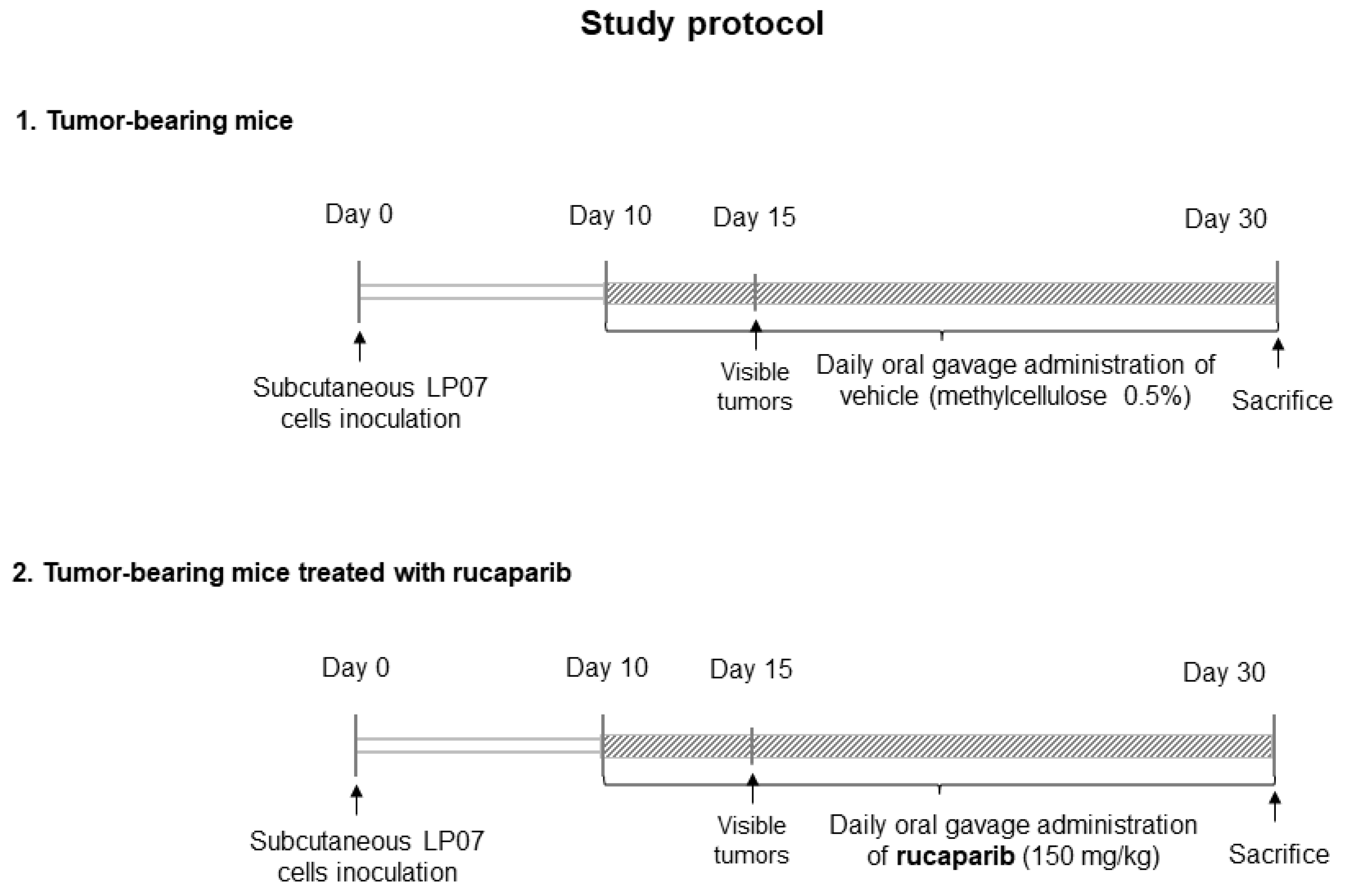 Ijms 24 02580 g008 Ijms 24 02580 g008