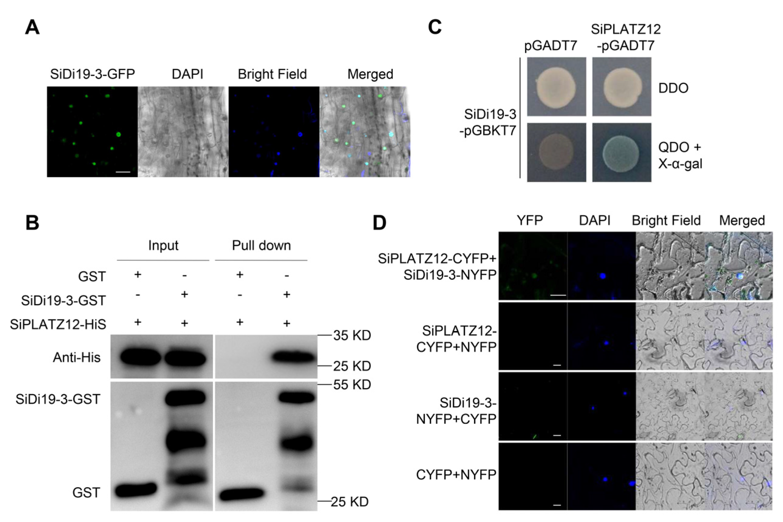 Ijms 24 02592 g001 Ijms 24 02592 g001