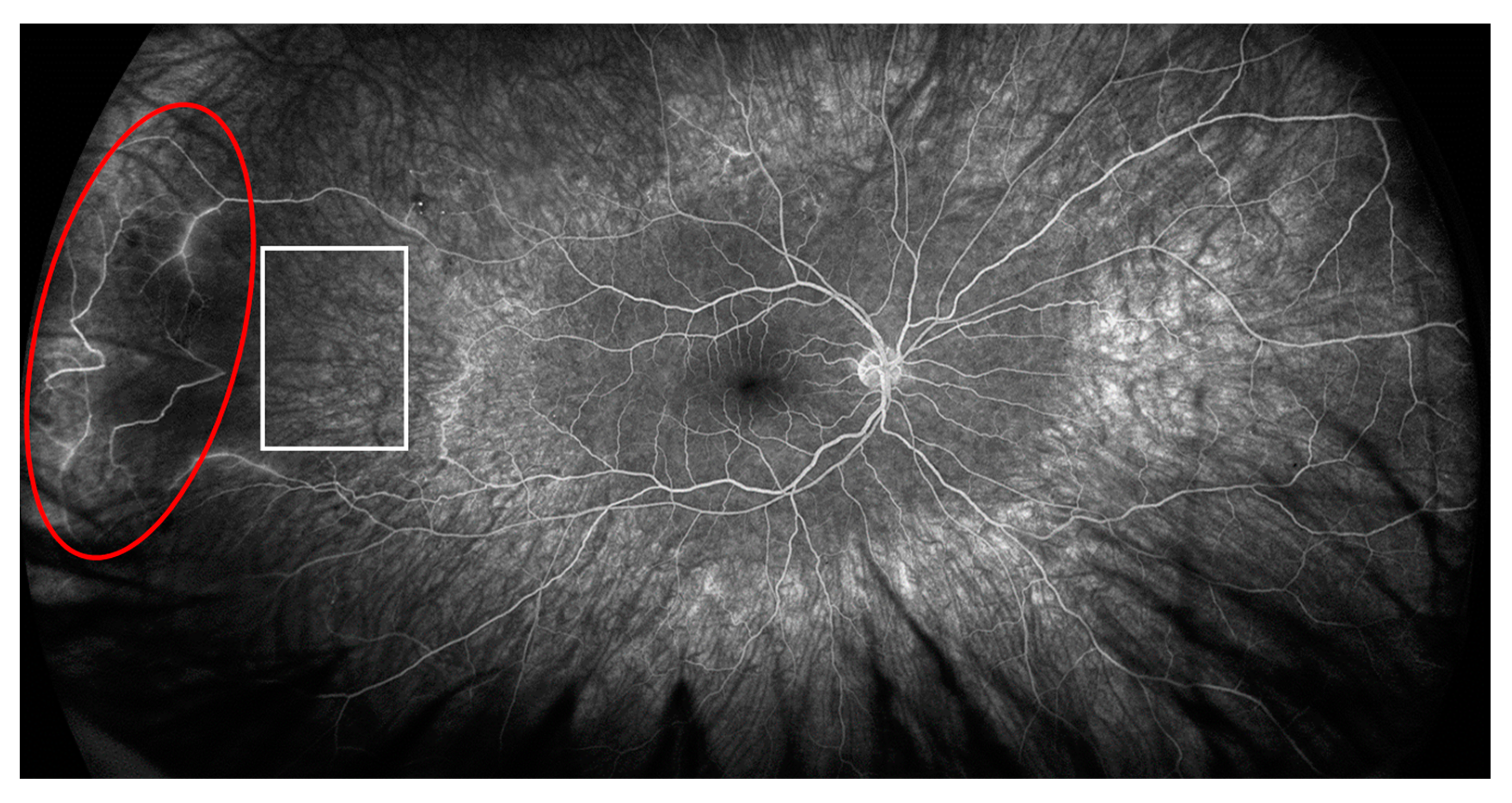 Ijms 24 02594 g002 Ijms 24 02594 g002