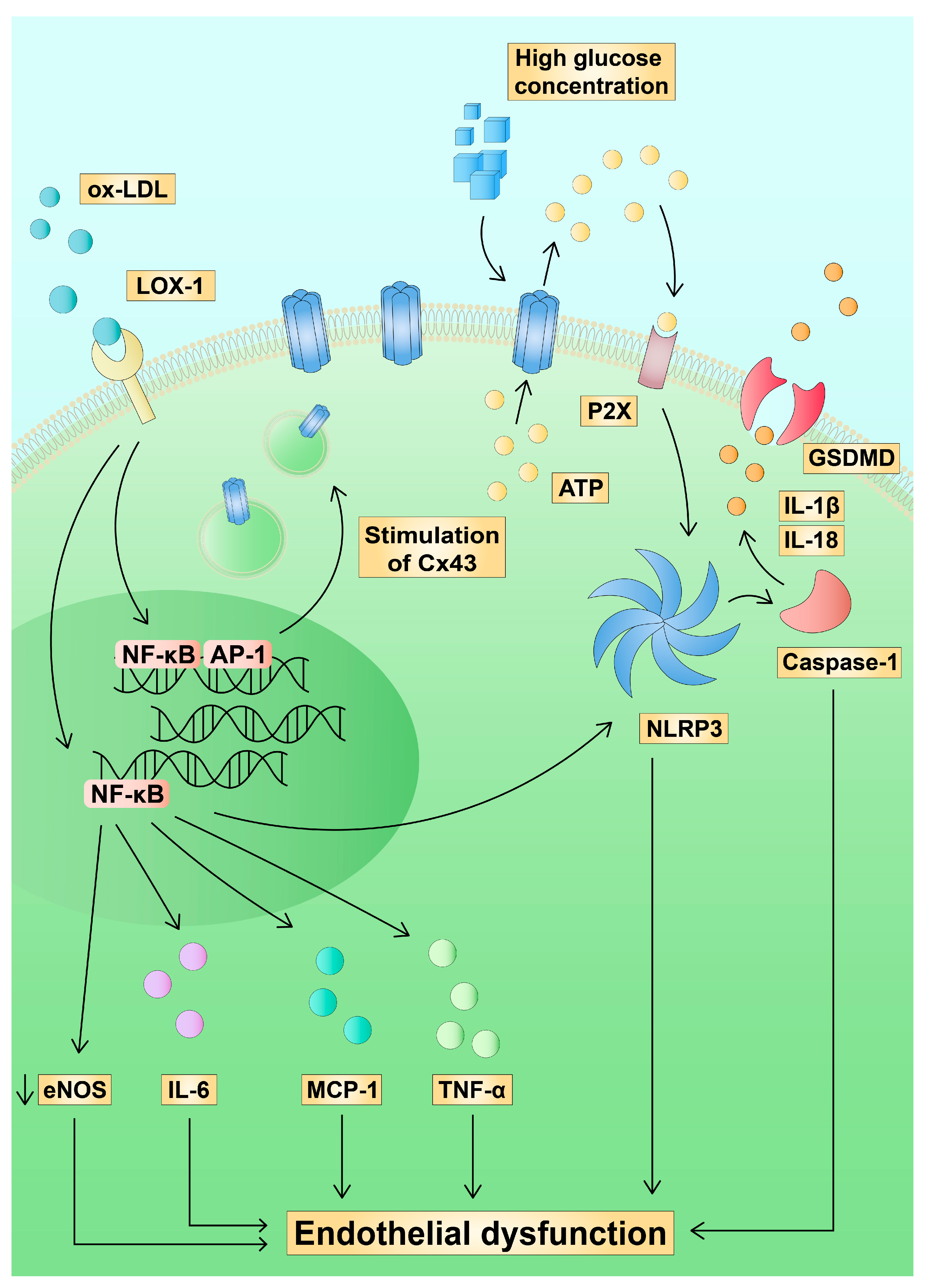 Ijms 24 02600 g004 Ijms 24 02600 g004