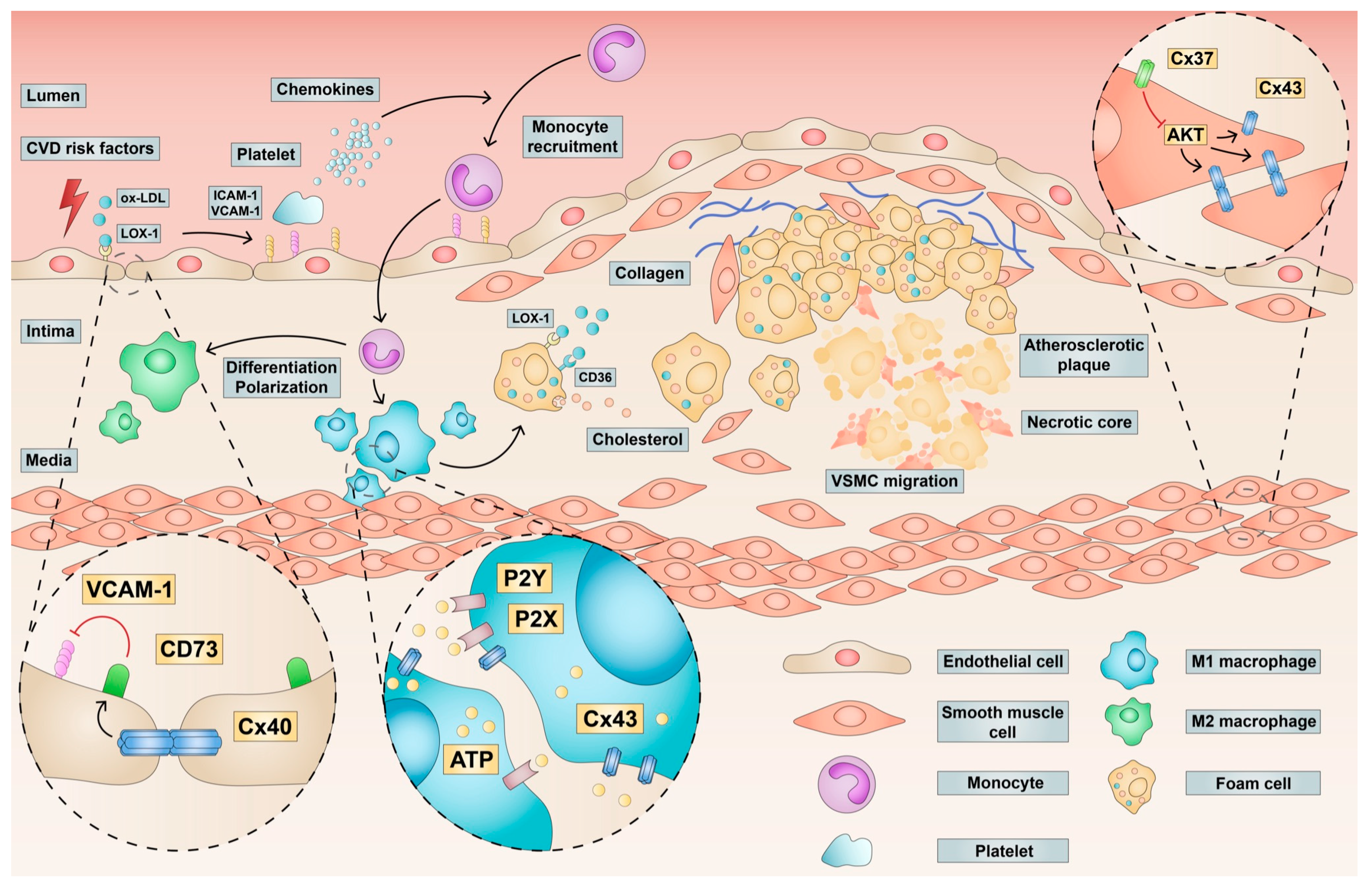 Ijms 24 02600 g005 Ijms 24 02600 g005