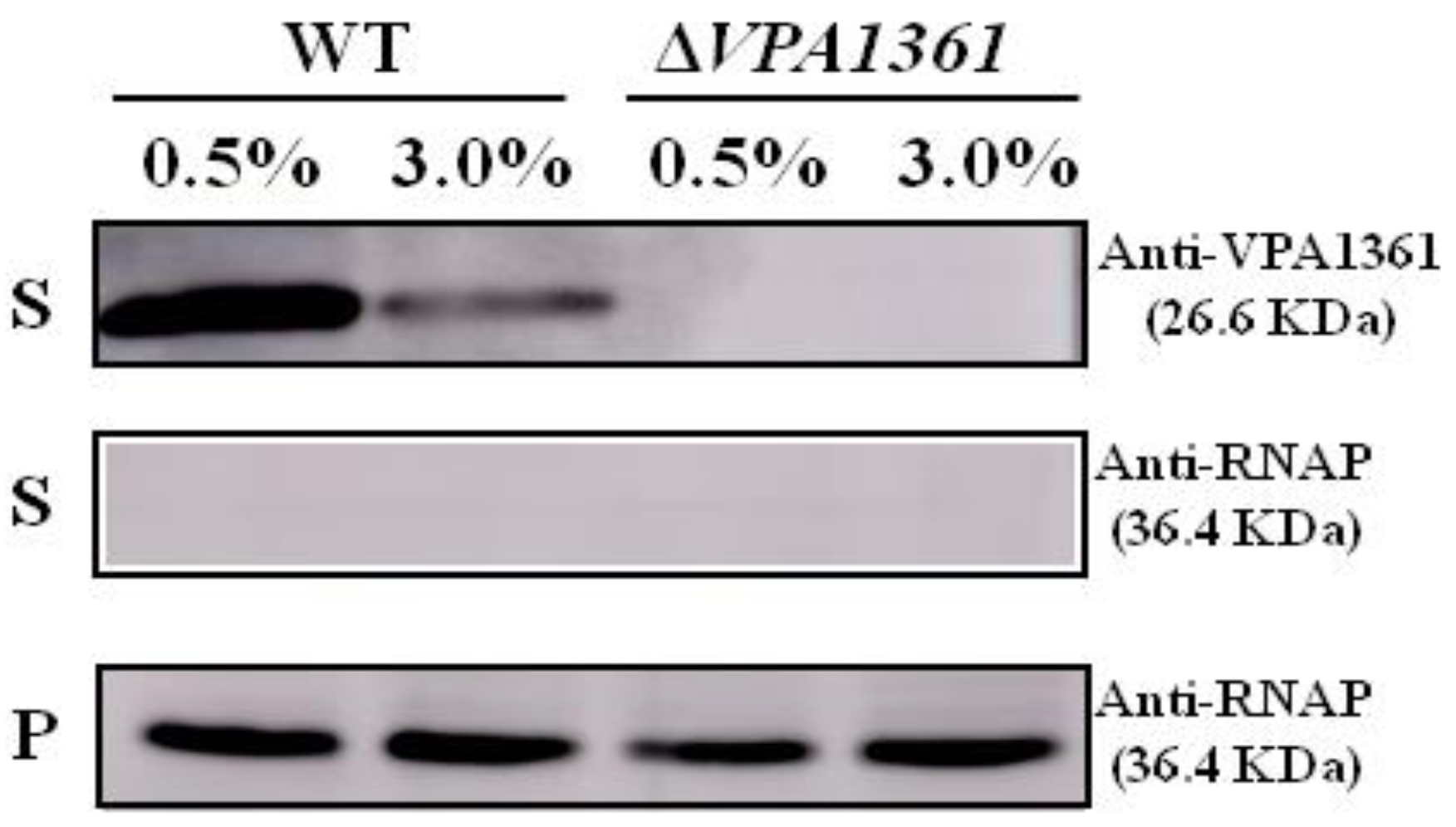 Ijms 24 02621 g005 Ijms 24 02621 g005