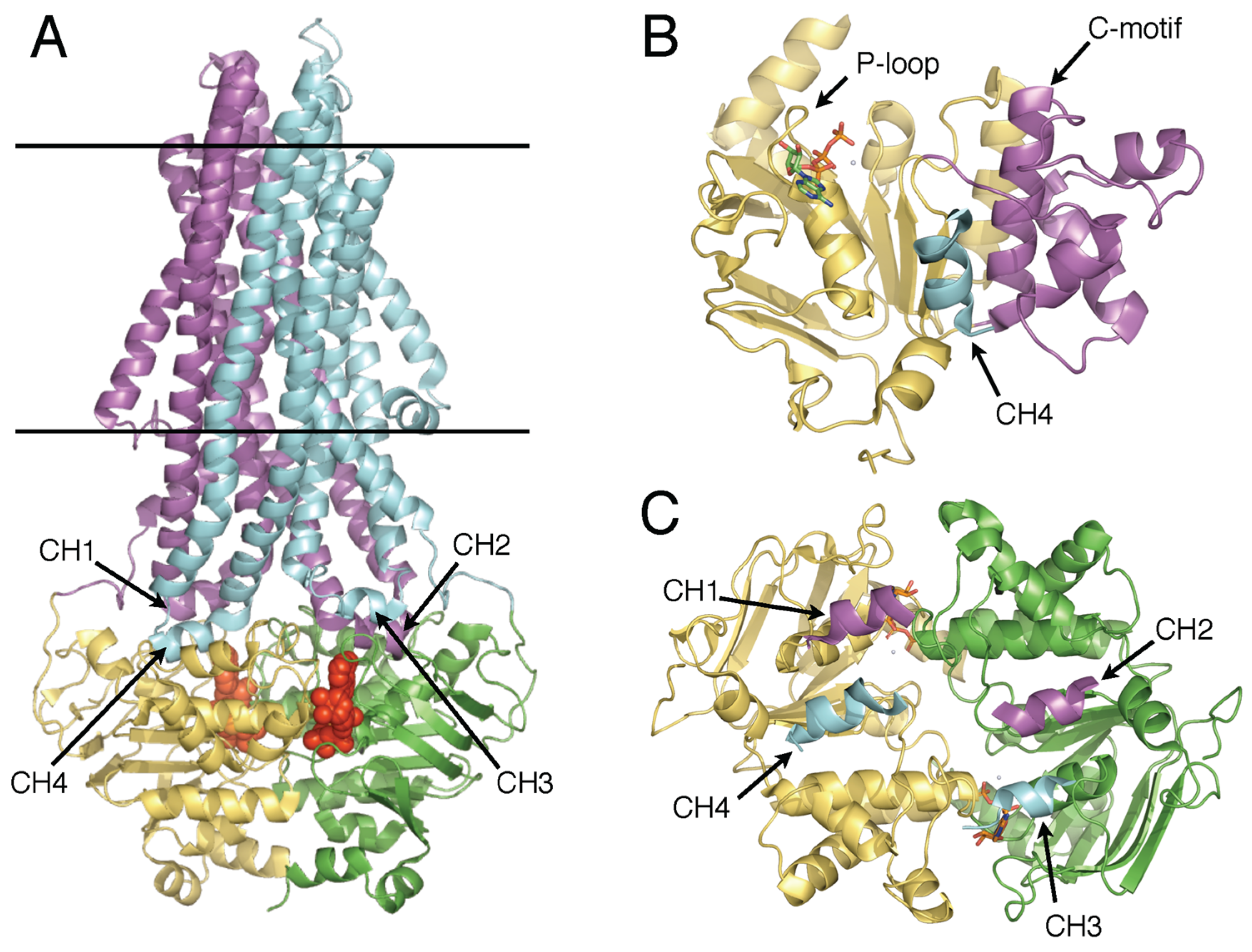 Ijms 24 02624 g001 Ijms 24 02624 g001