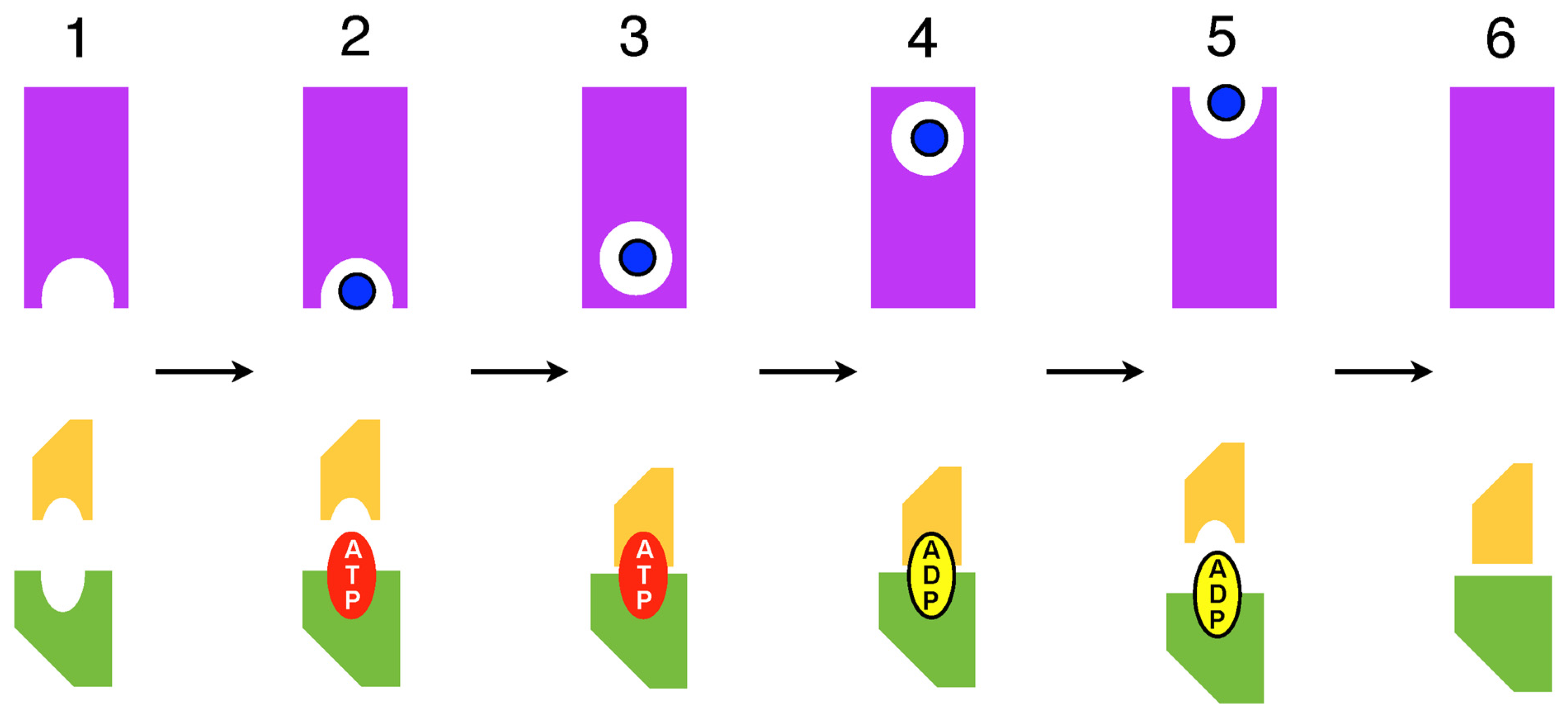 Ijms 24 02624 g003 Ijms 24 02624 g003