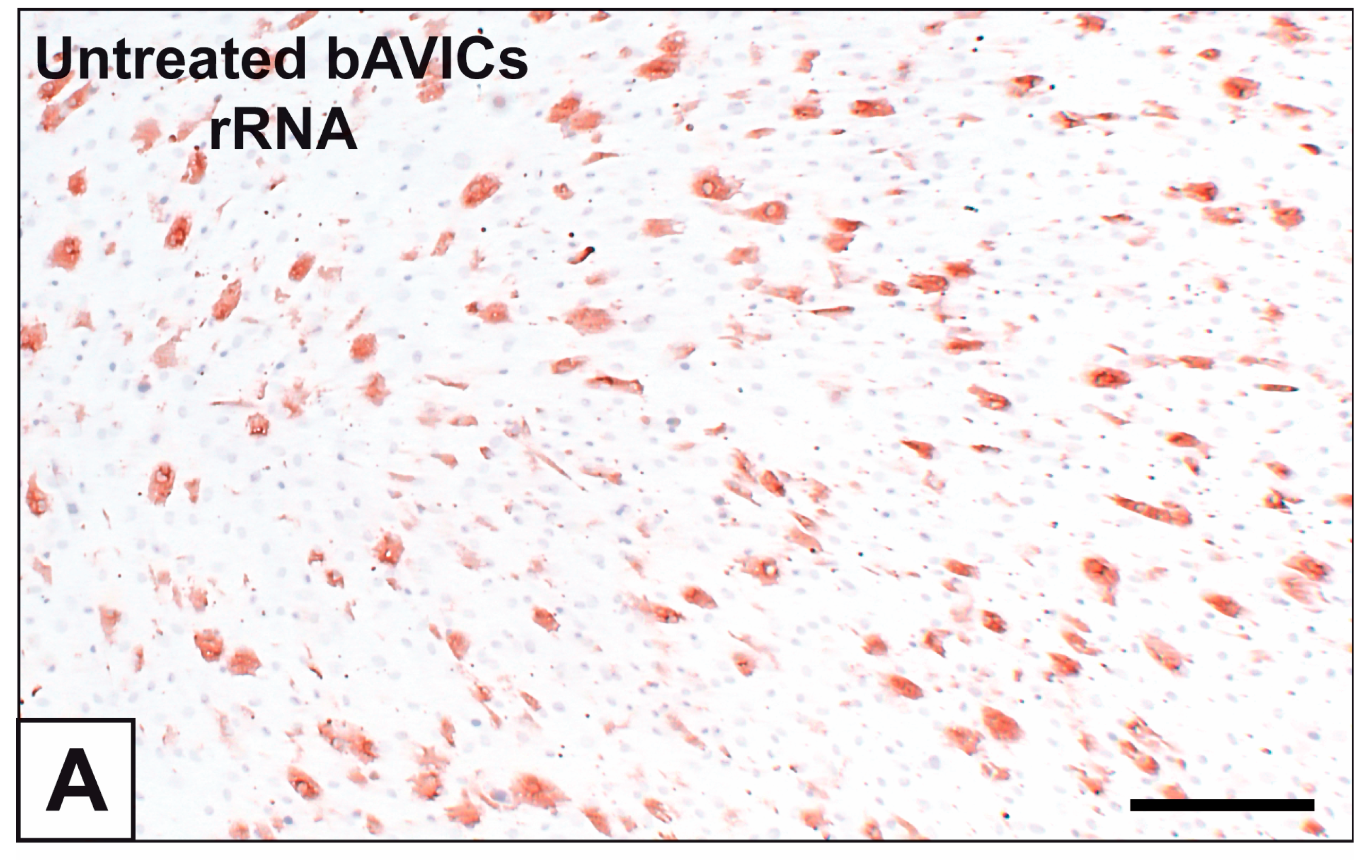 Ijms 24 02667 g001a Ijms 24 02667 g001a