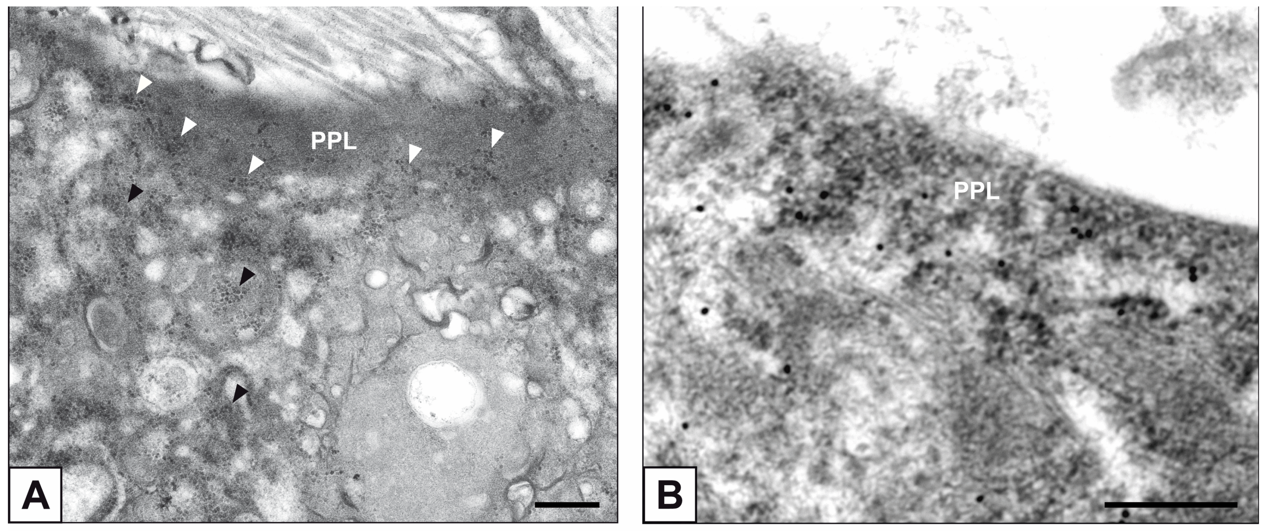 Ijms 24 02667 g006a Ijms 24 02667 g006a