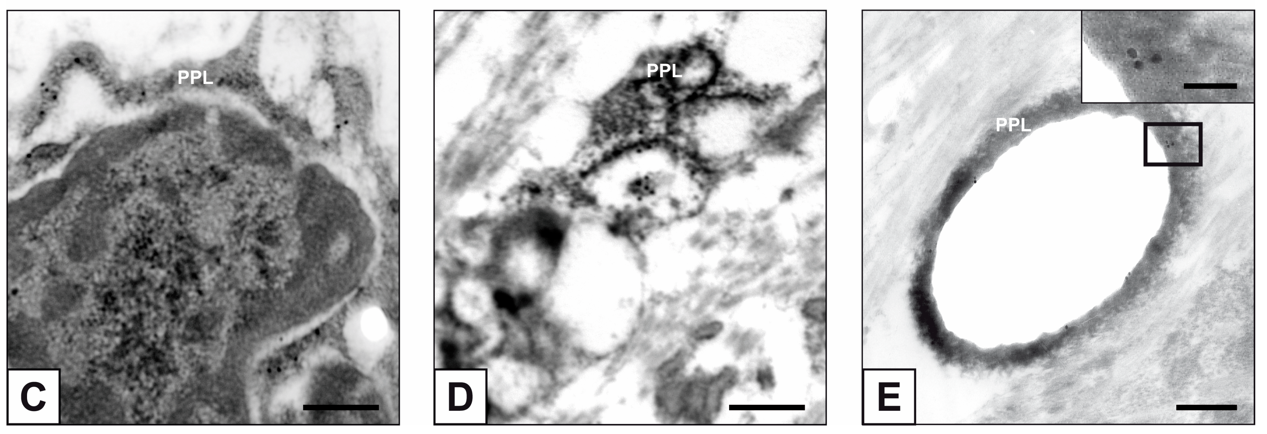 Ijms 24 02667 g006b Ijms 24 02667 g006b