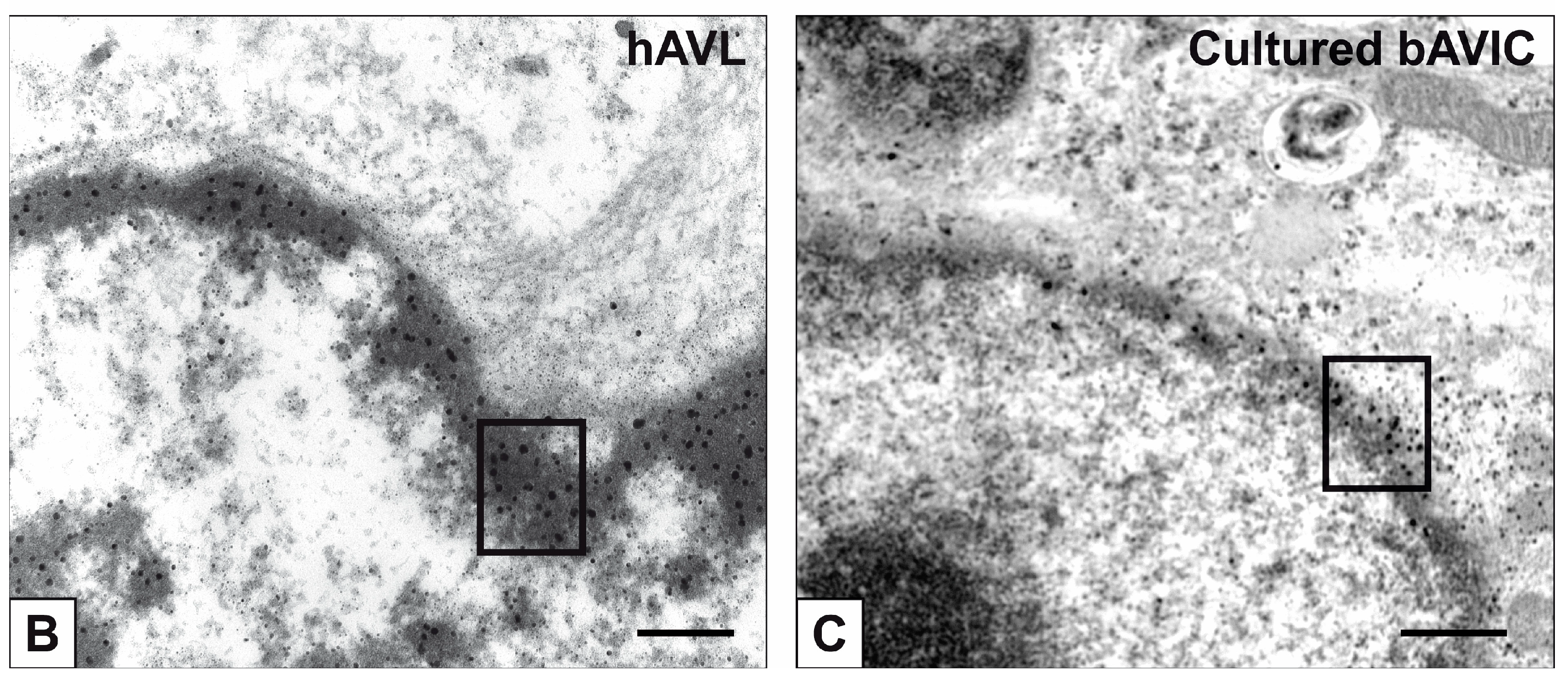 Ijms 24 02667 g008b Ijms 24 02667 g008b