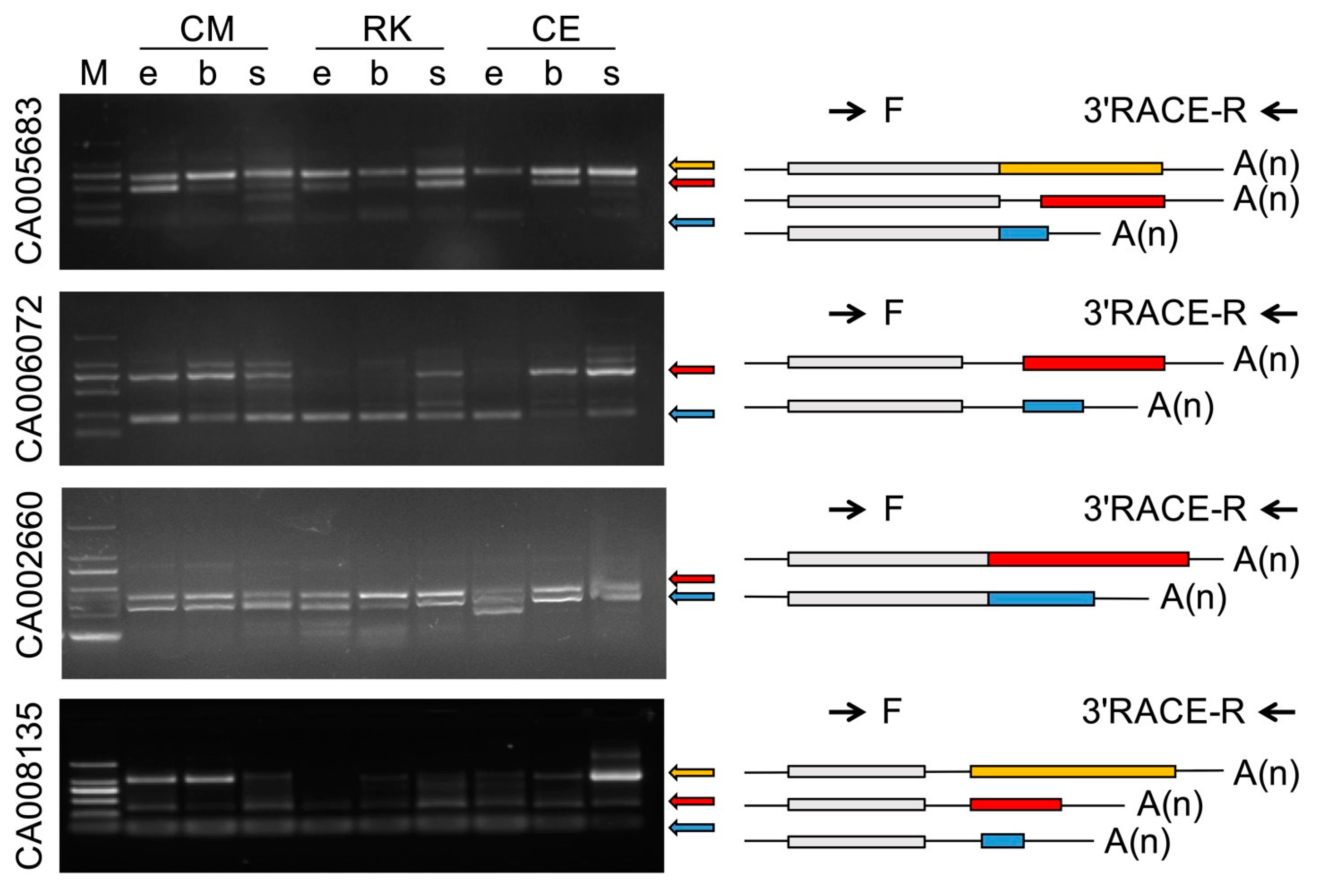 Ijms 24 02735 g004 Ijms 24 02735 g004
