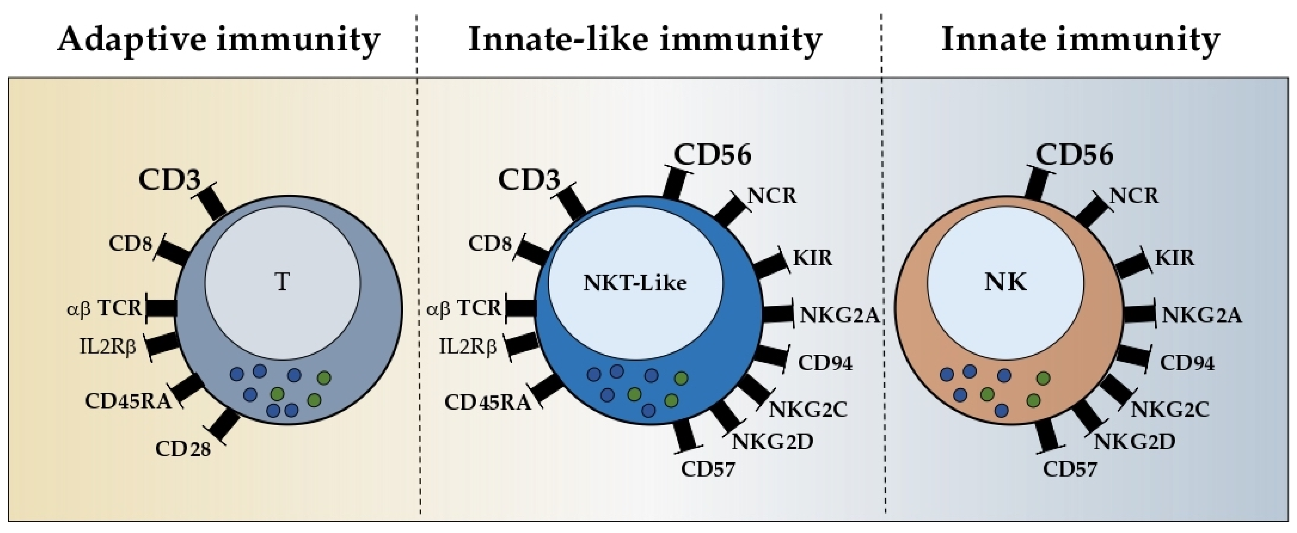 IJMS | Free Full-Text | Natural Killer T-like Cells: Immunobiology and Role  in Disease