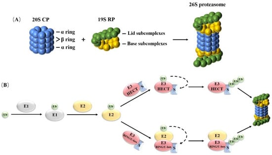 An abundance of free regulatory (19S) proteasome particles