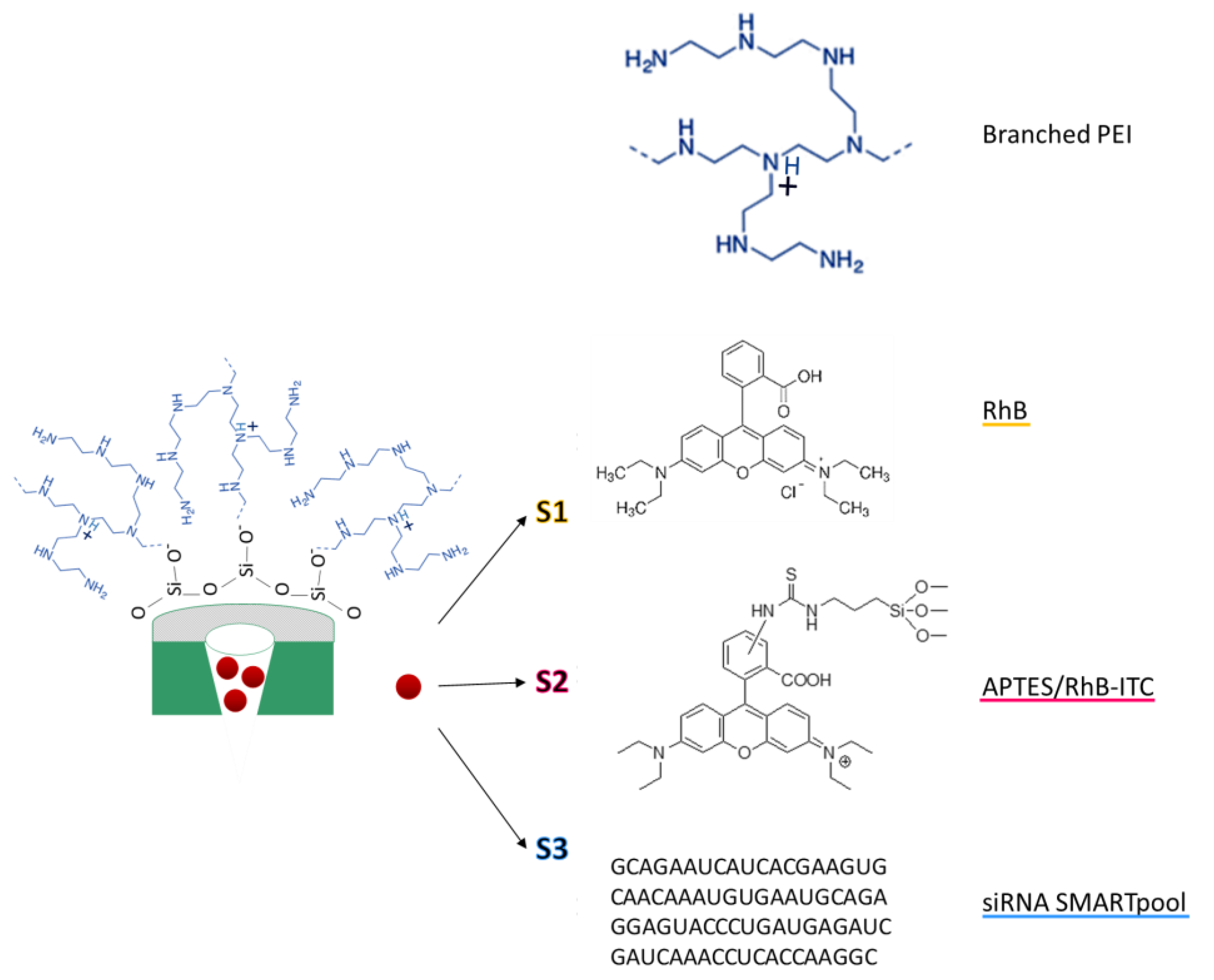 Ijms 24 02753 sch001 Ijms 24 02753 sch001