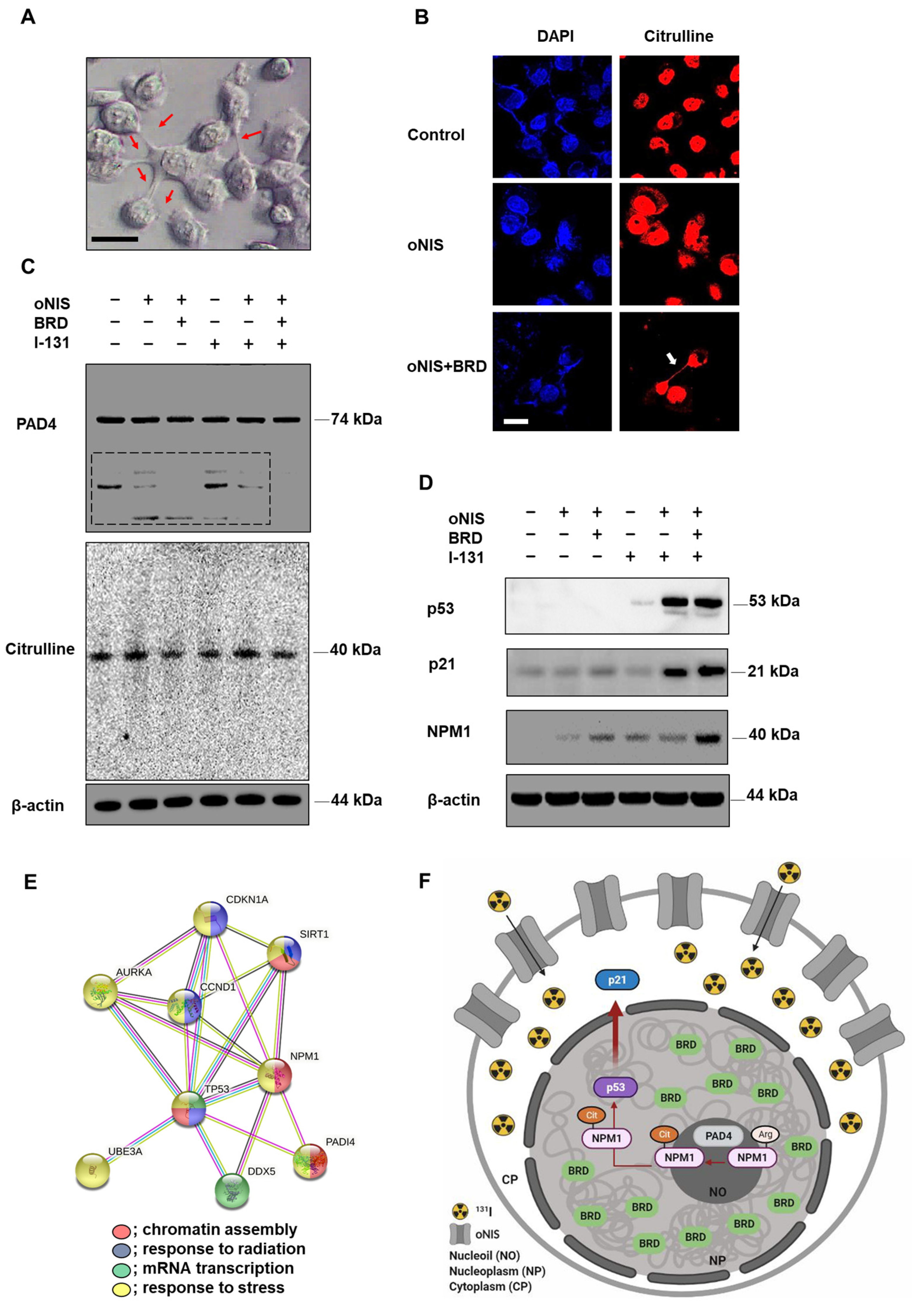 Ijms 24 02761 g004 Ijms 24 02761 g004
