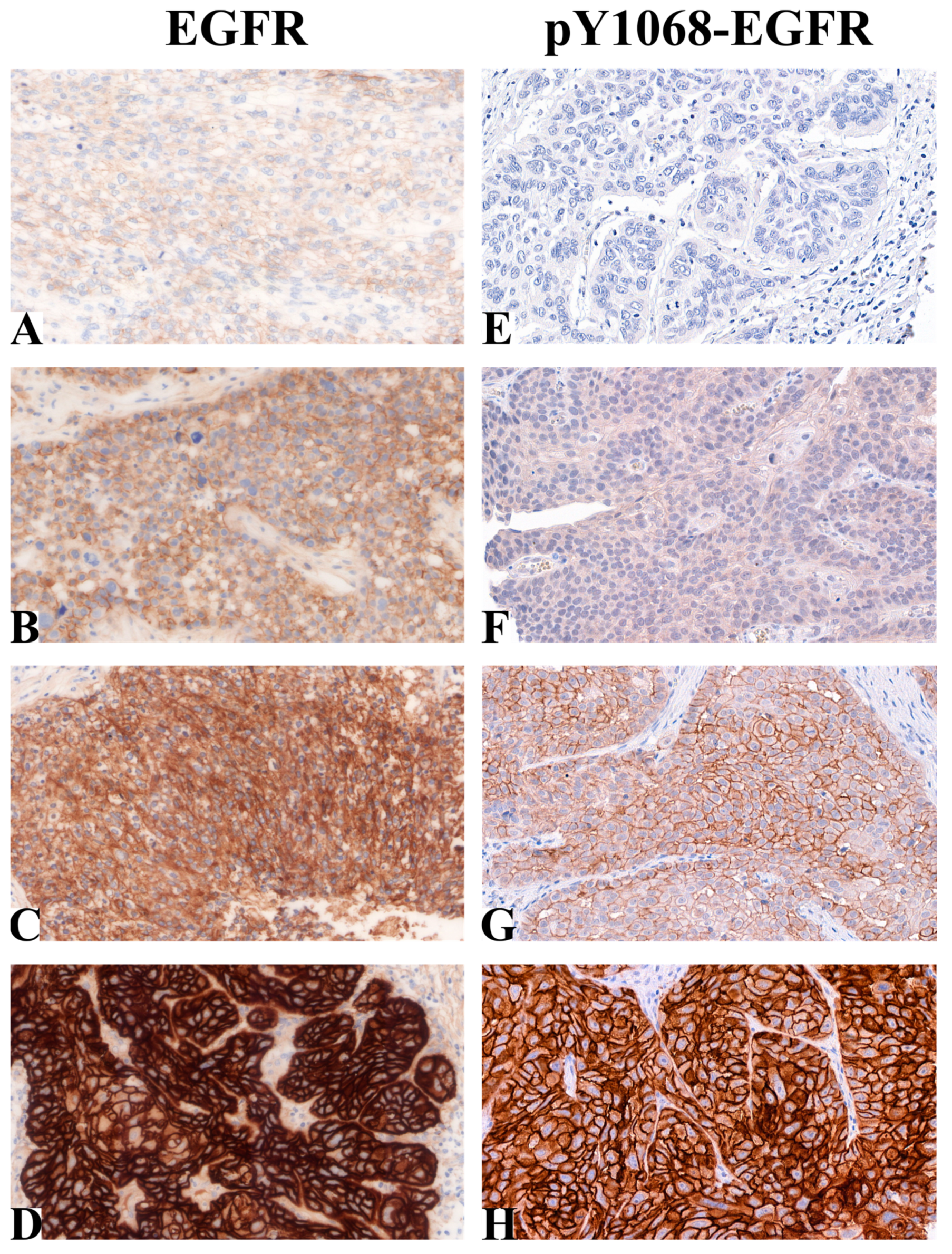 Ijms 24 02782 g001 Ijms 24 02782 g001