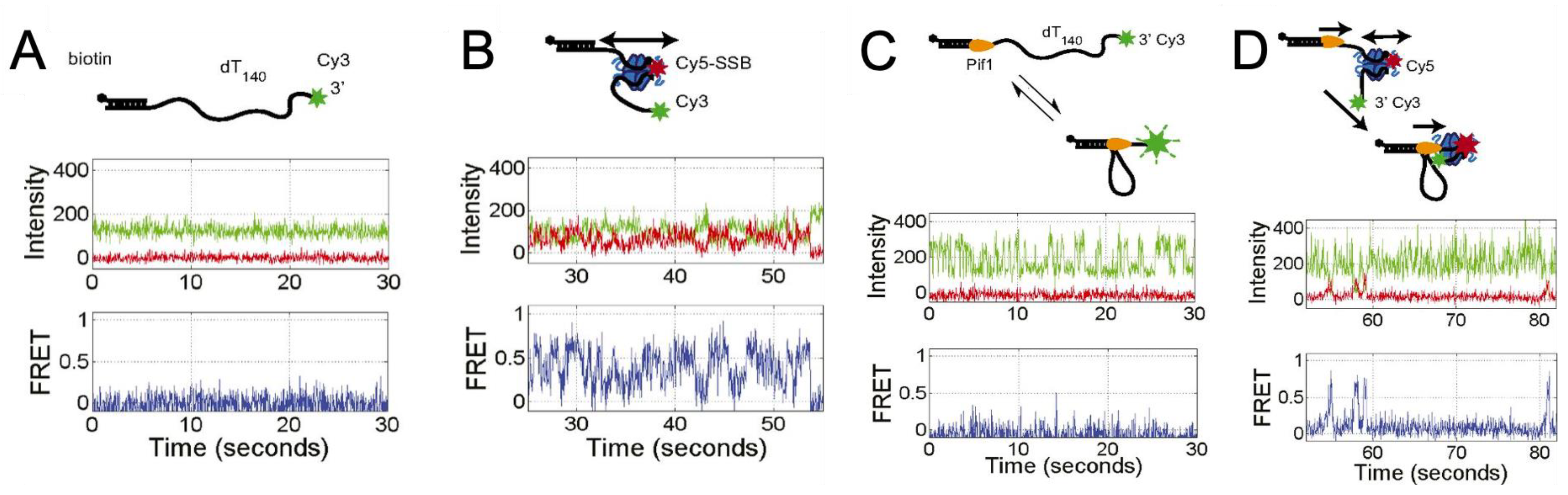 Ijms 24 02806 g008 Ijms 24 02806 g008