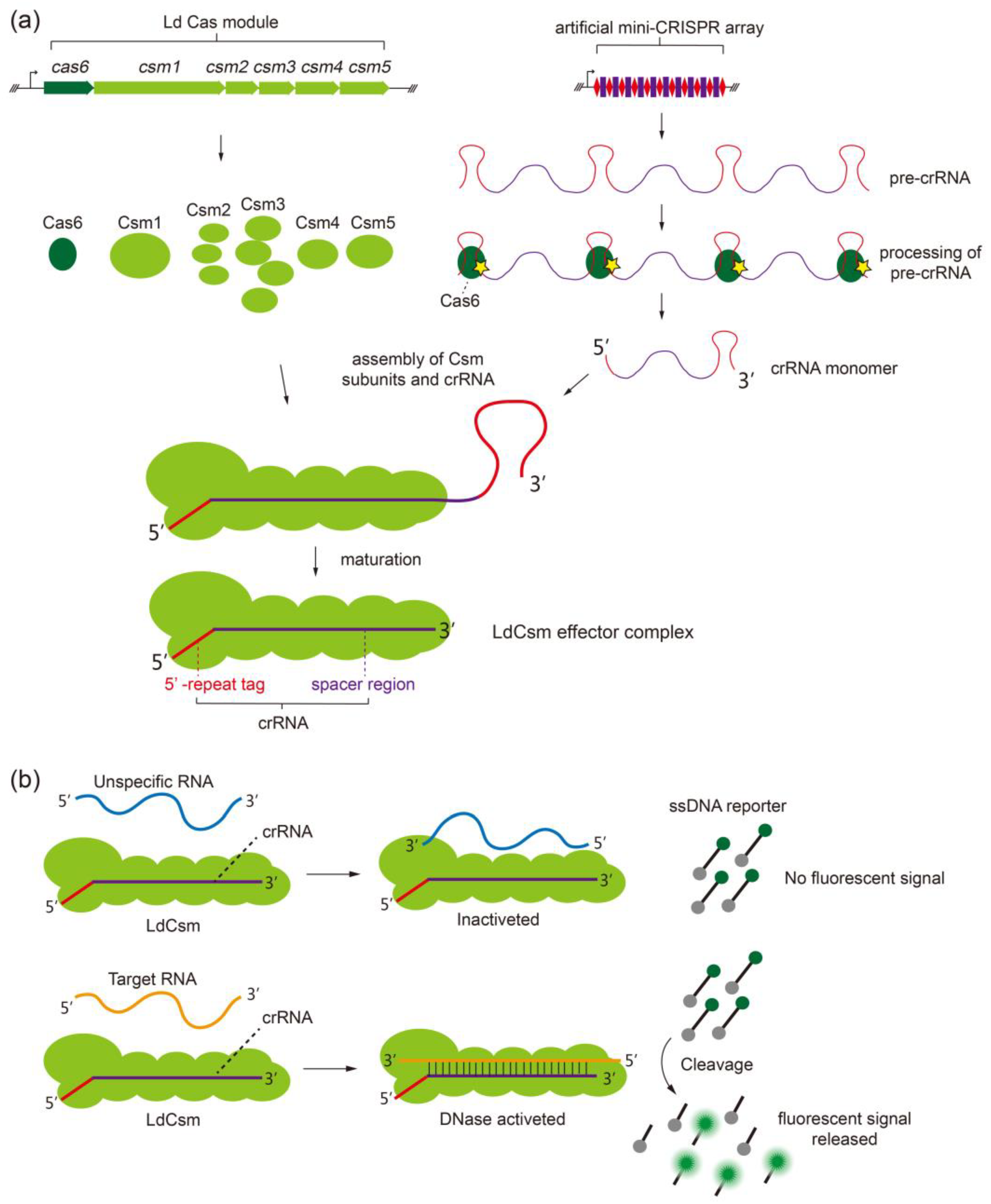 Ijms 24 02857 g001 Ijms 24 02857 g001