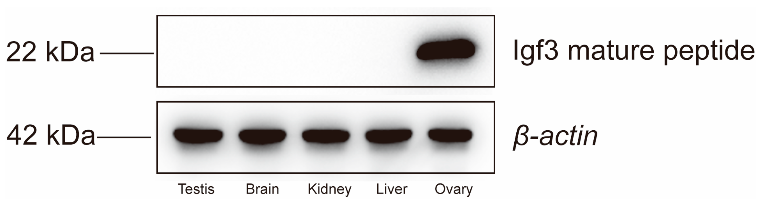 Ijms 24 02868 g001 Ijms 24 02868 g001
