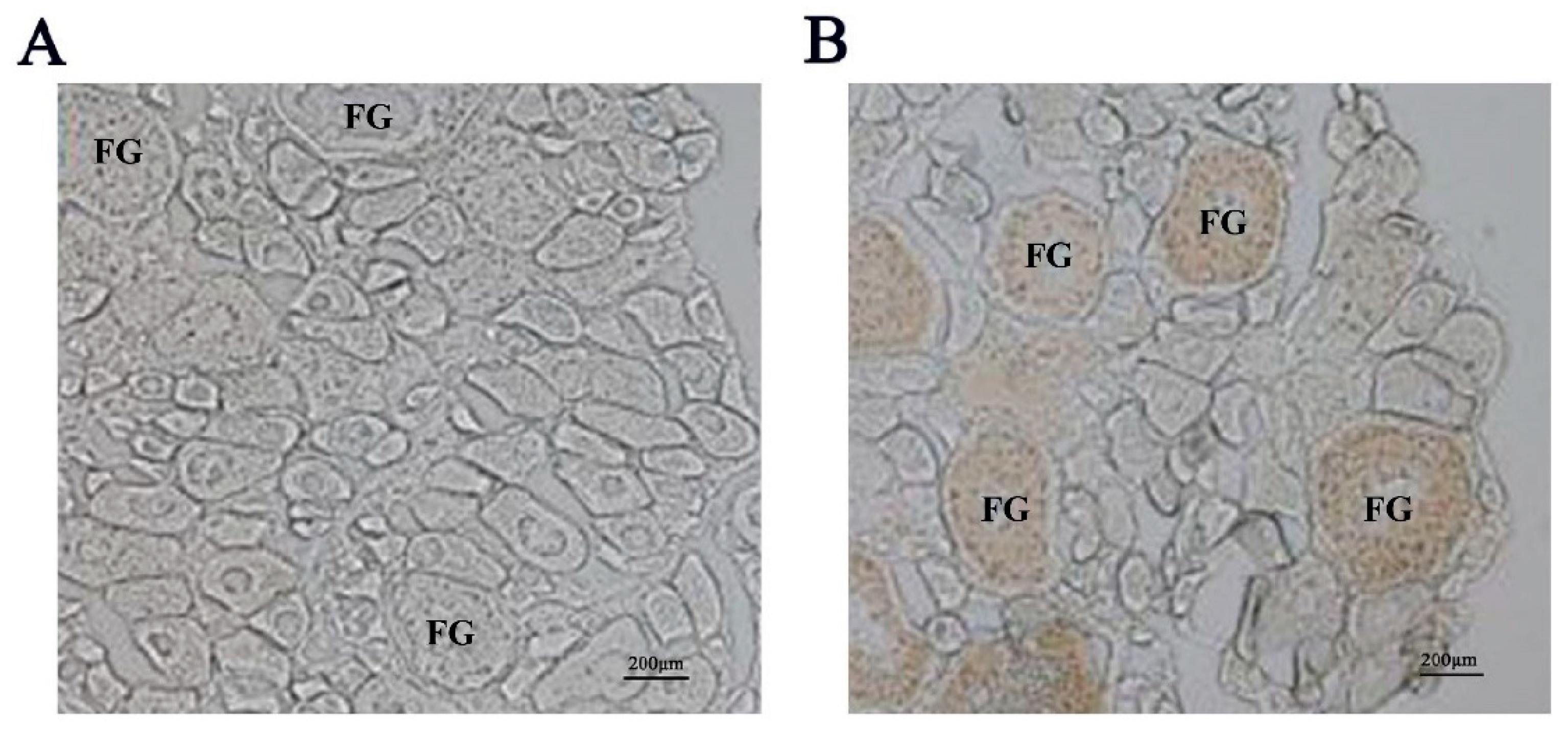 Ijms 24 02868 g002 Ijms 24 02868 g002