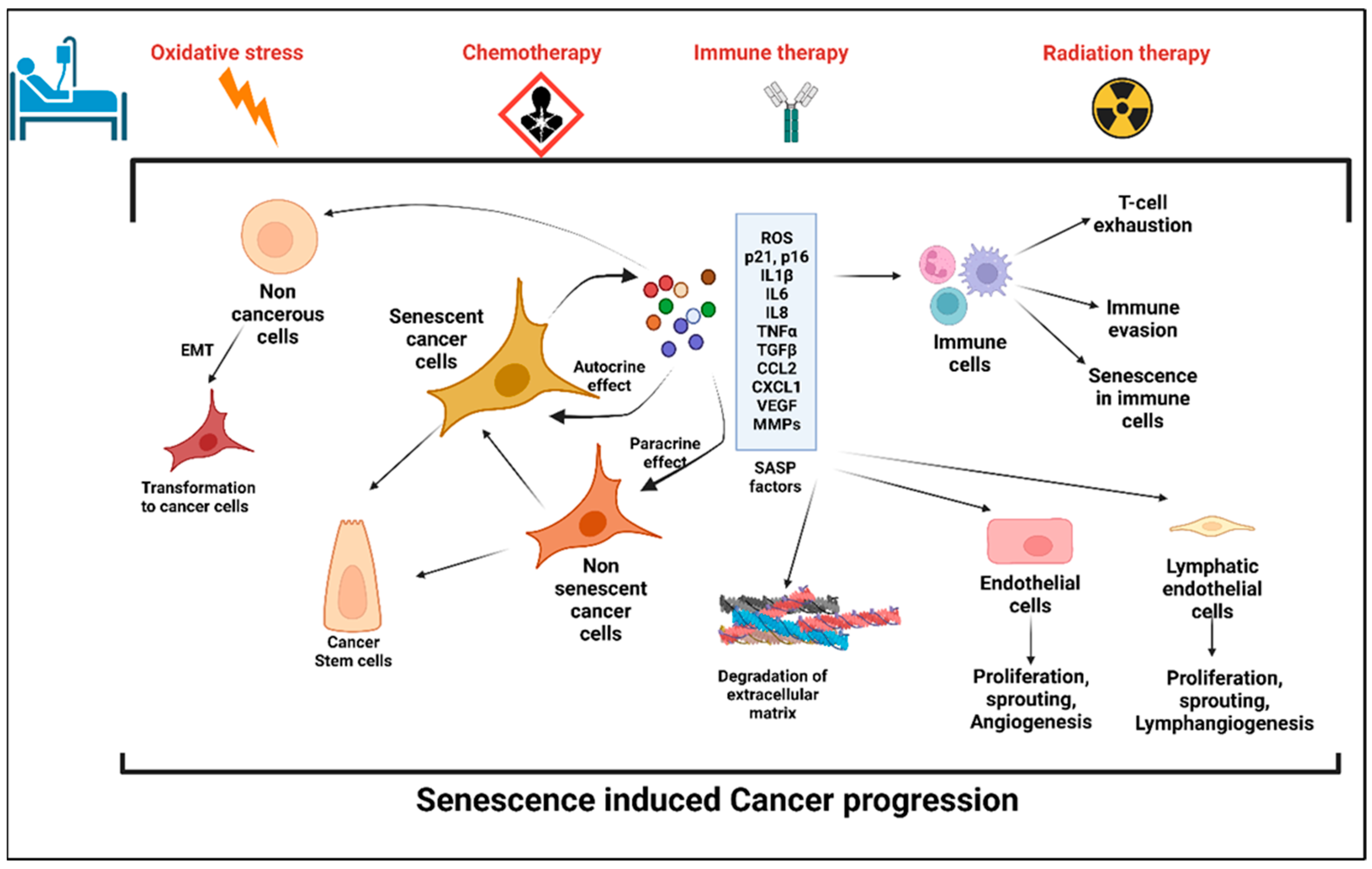 Senescence and Senescence-Associated Secretory Phenotype 