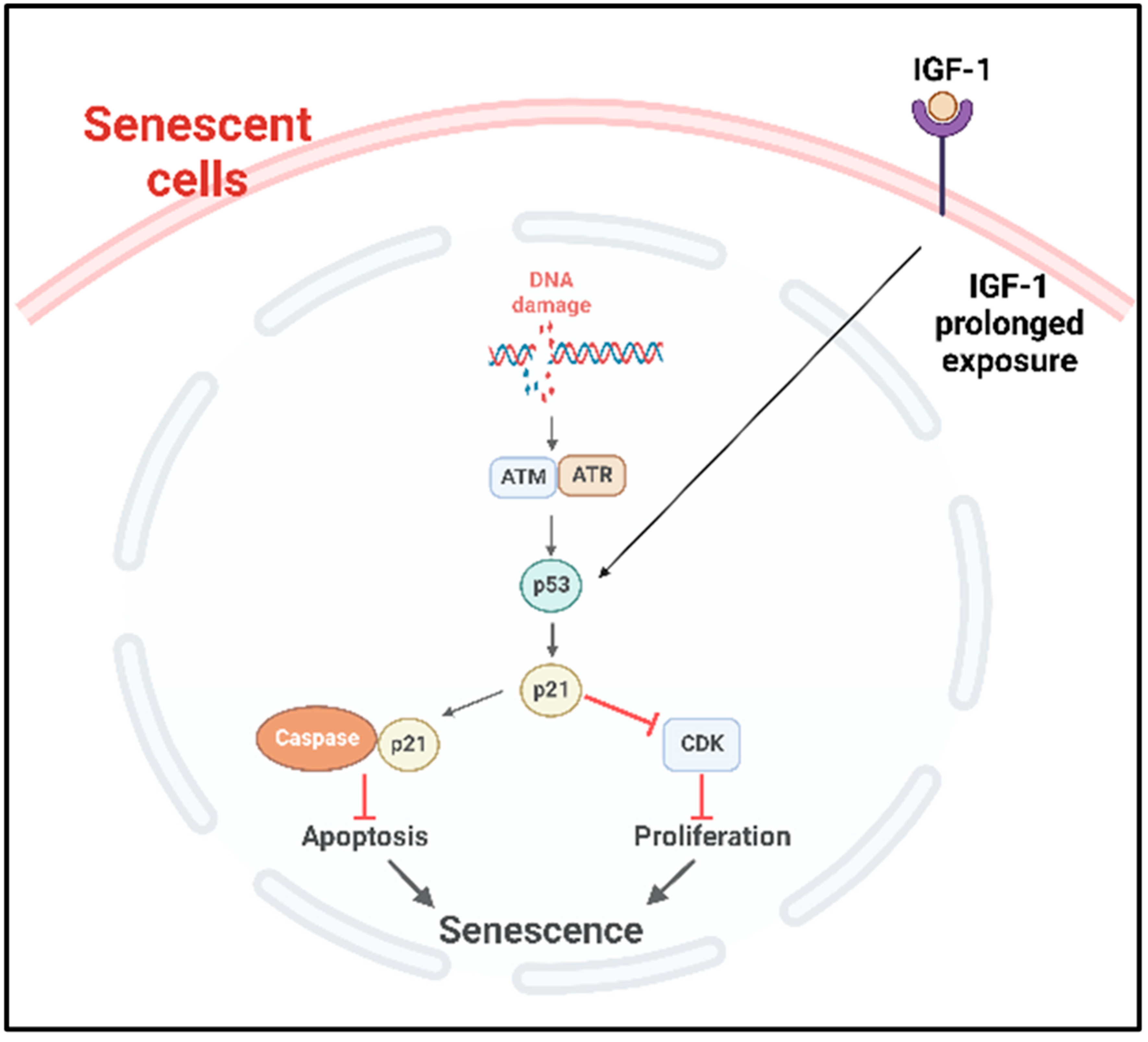 IJMS | Free Full-Text | Cellular Senescence as a Brake or 