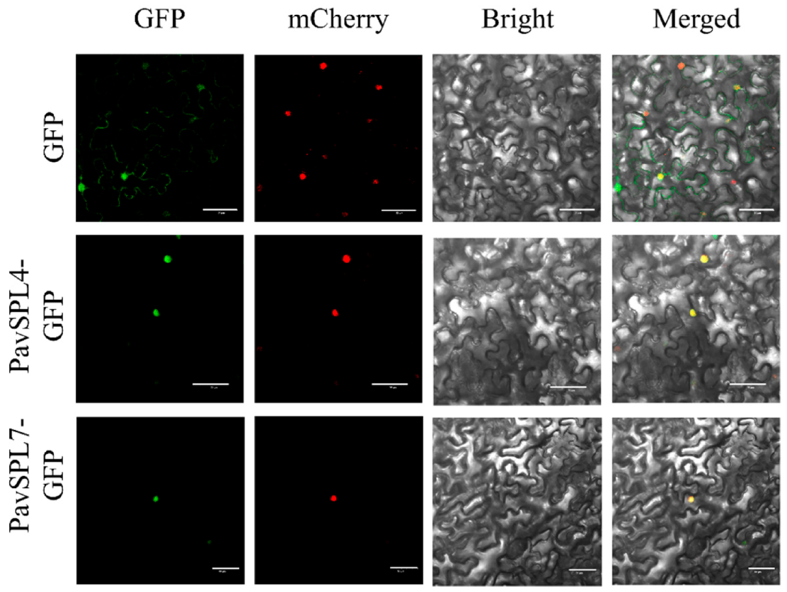 Ijms 24 02880 g009 Ijms 24 02880 g009