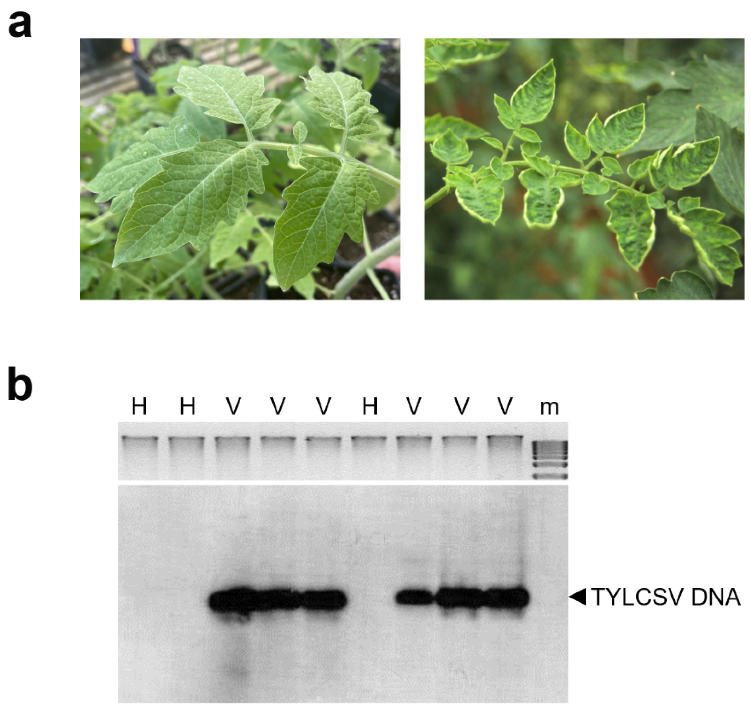 IJMS | Free Full-Text | Tomato Yellow Leaf Curl Sardinia Virus Increases  Drought Tolerance of Tomato