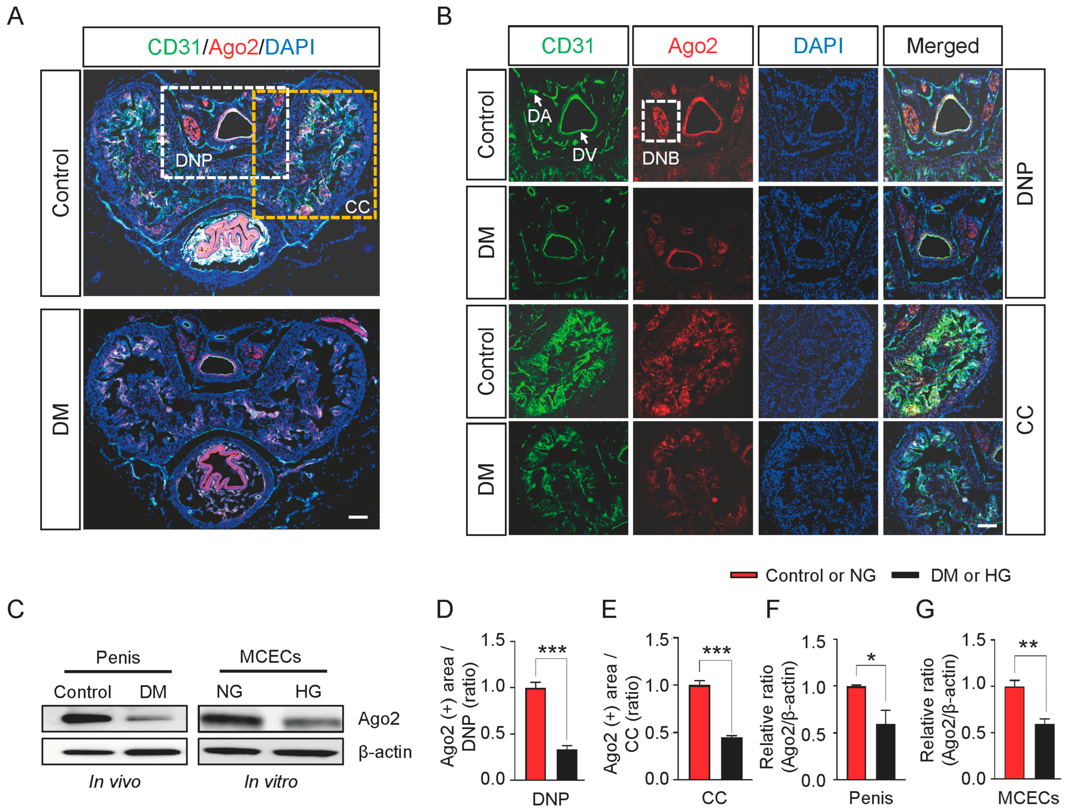 Ijms 24 02935 g001 Ijms 24 02935 g001