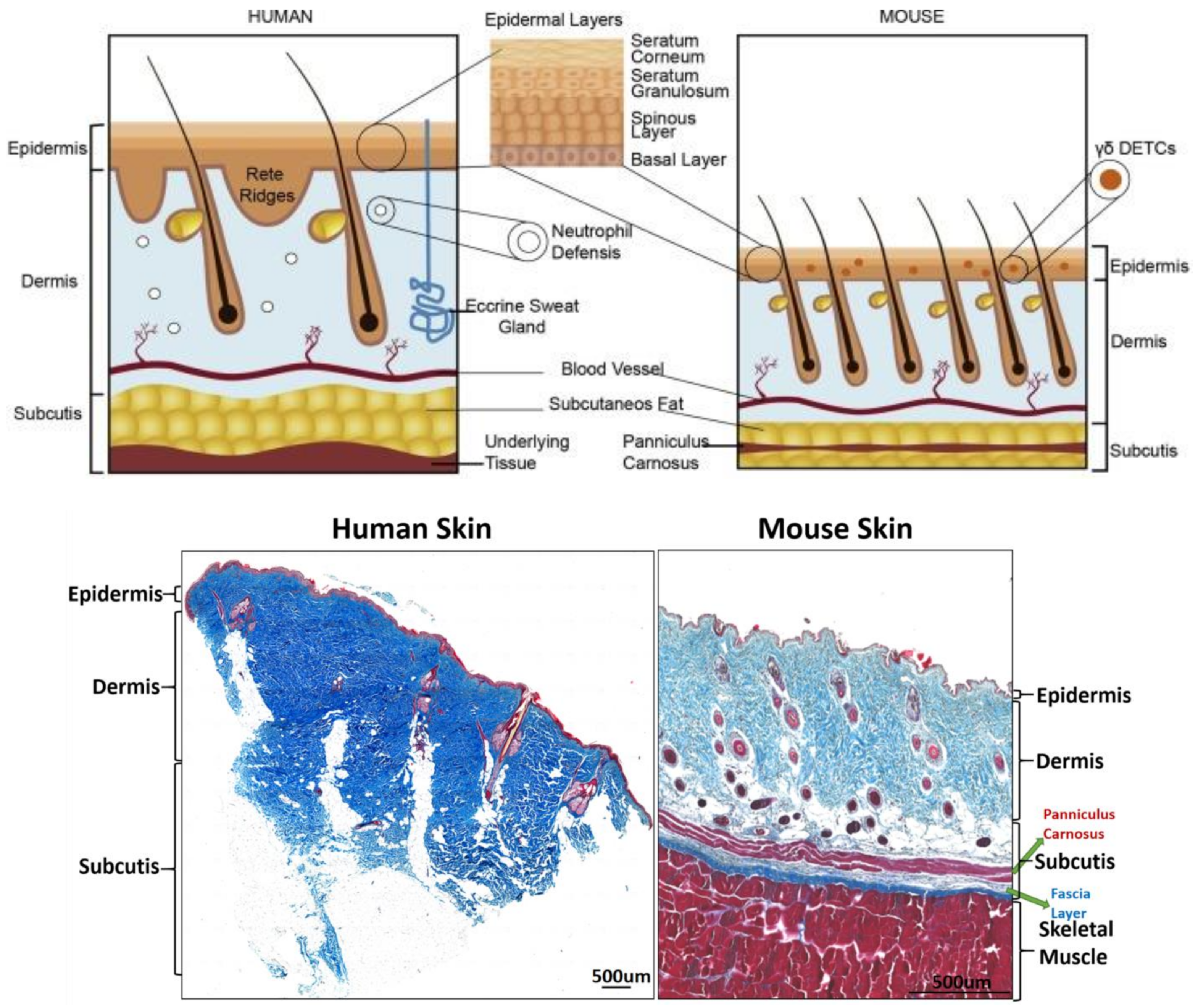 IJMS | Free Full-Text | Fascia Layer&mdash;A Novel Target for the  Application of Biomaterials in Skin Wound Healing