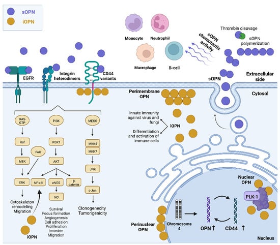 IJMS | Free Full-Text | The Intracellular and Secreted Sides of ...