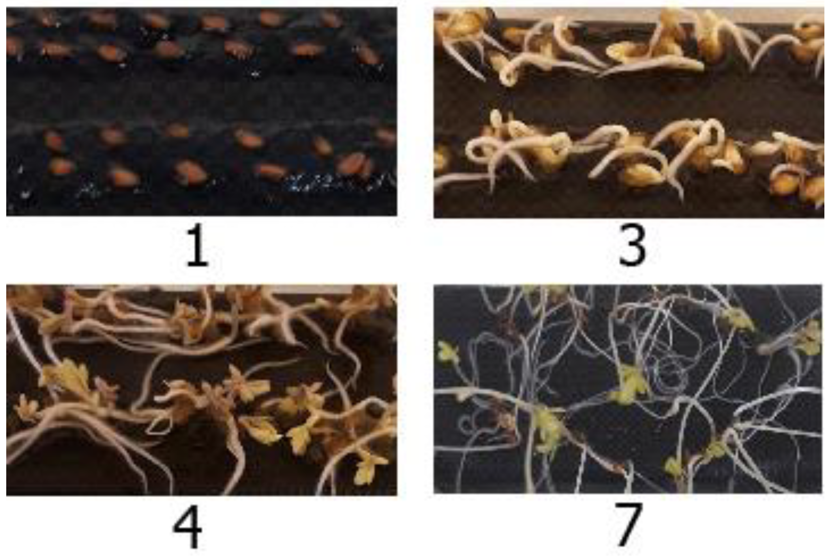 Ijms 24 02949 g008 Ijms 24 02949 g008