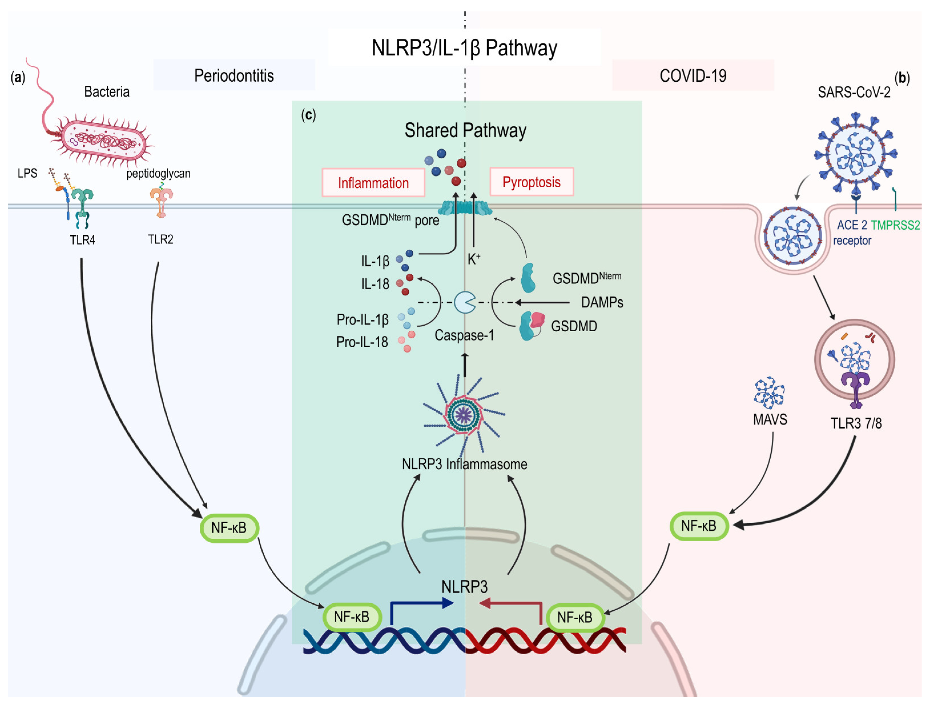 Ijms 24 03012 g002 Ijms 24 03012 g002